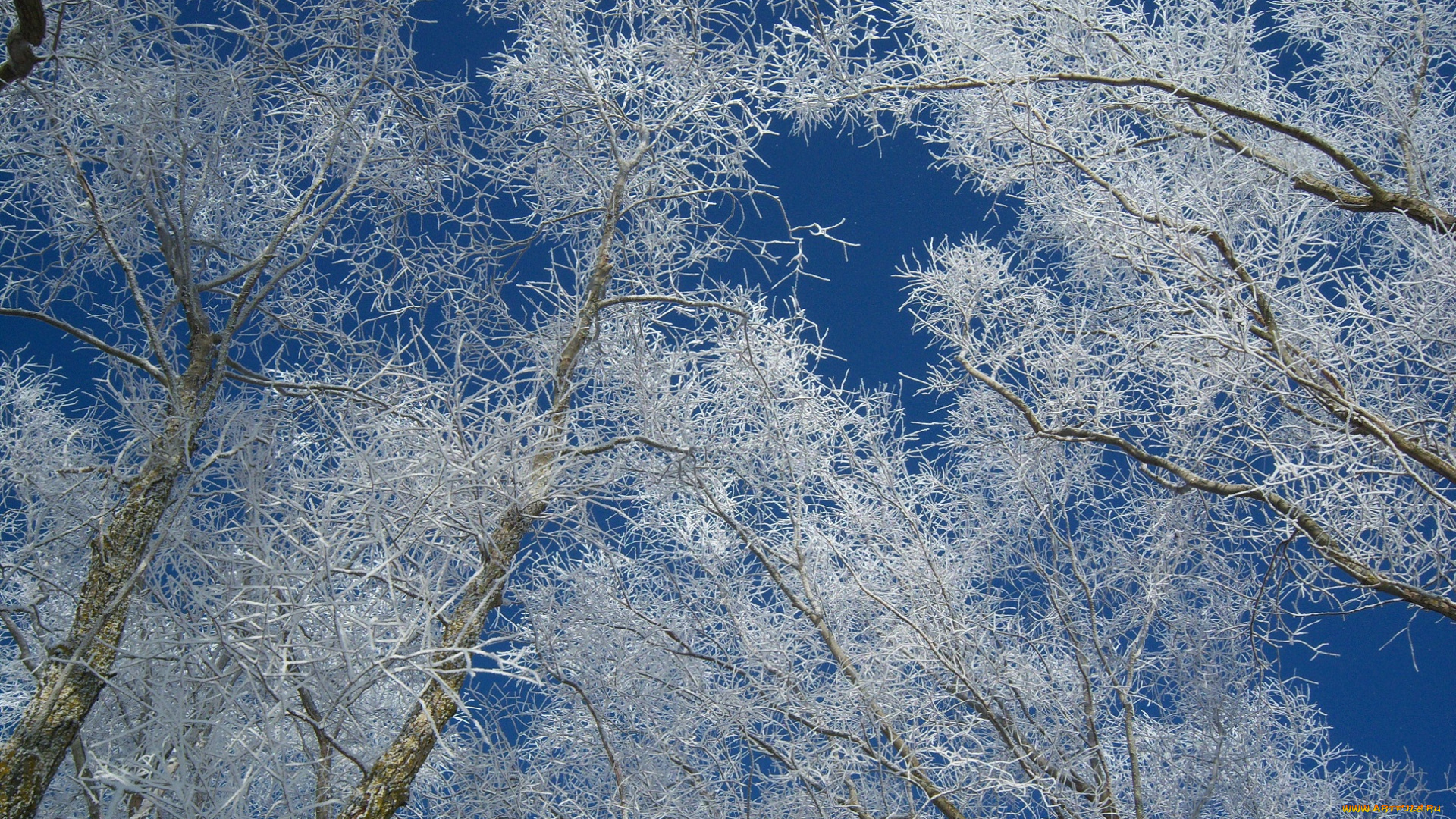 природа, зима