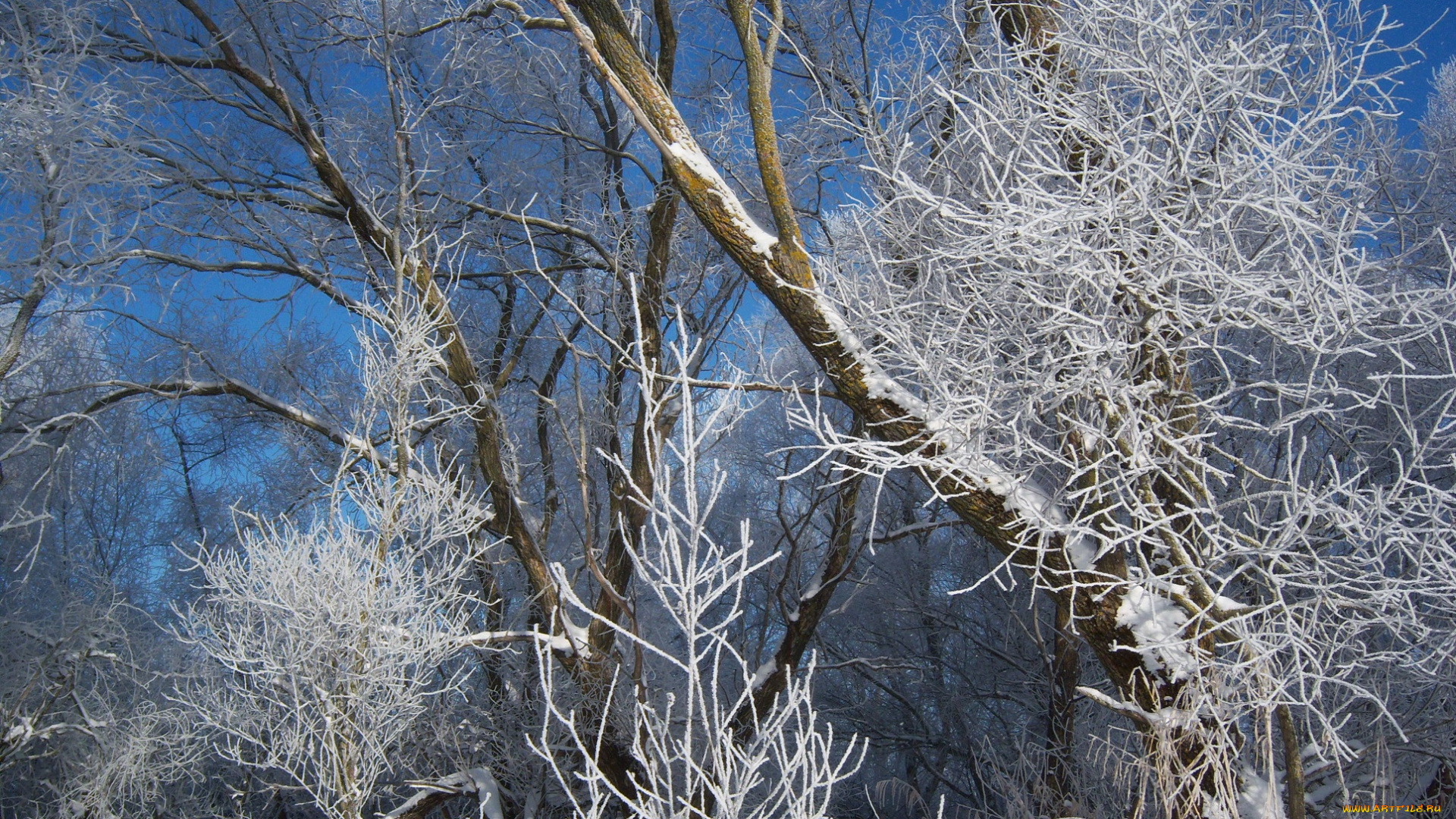 природа, зима