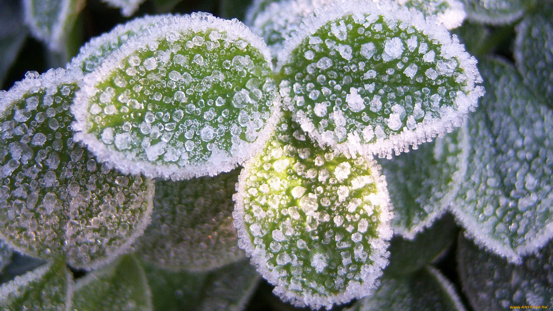 природа, зима