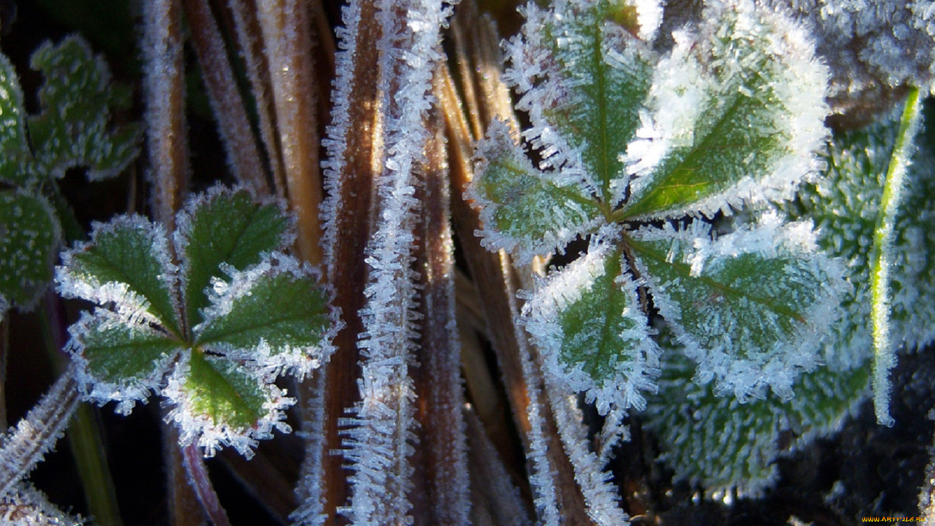 природа, зима