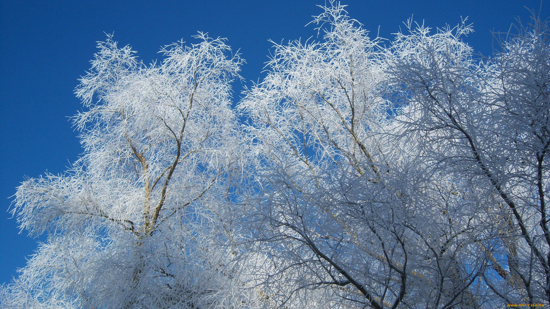 природа, зима