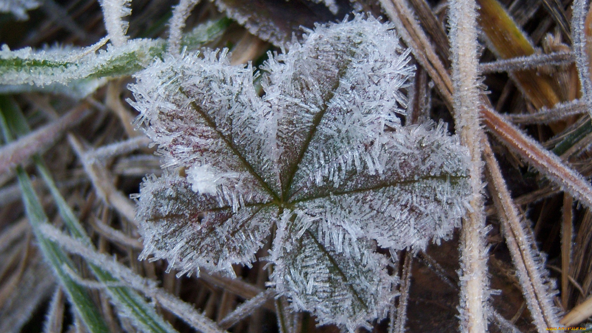 природа, зима