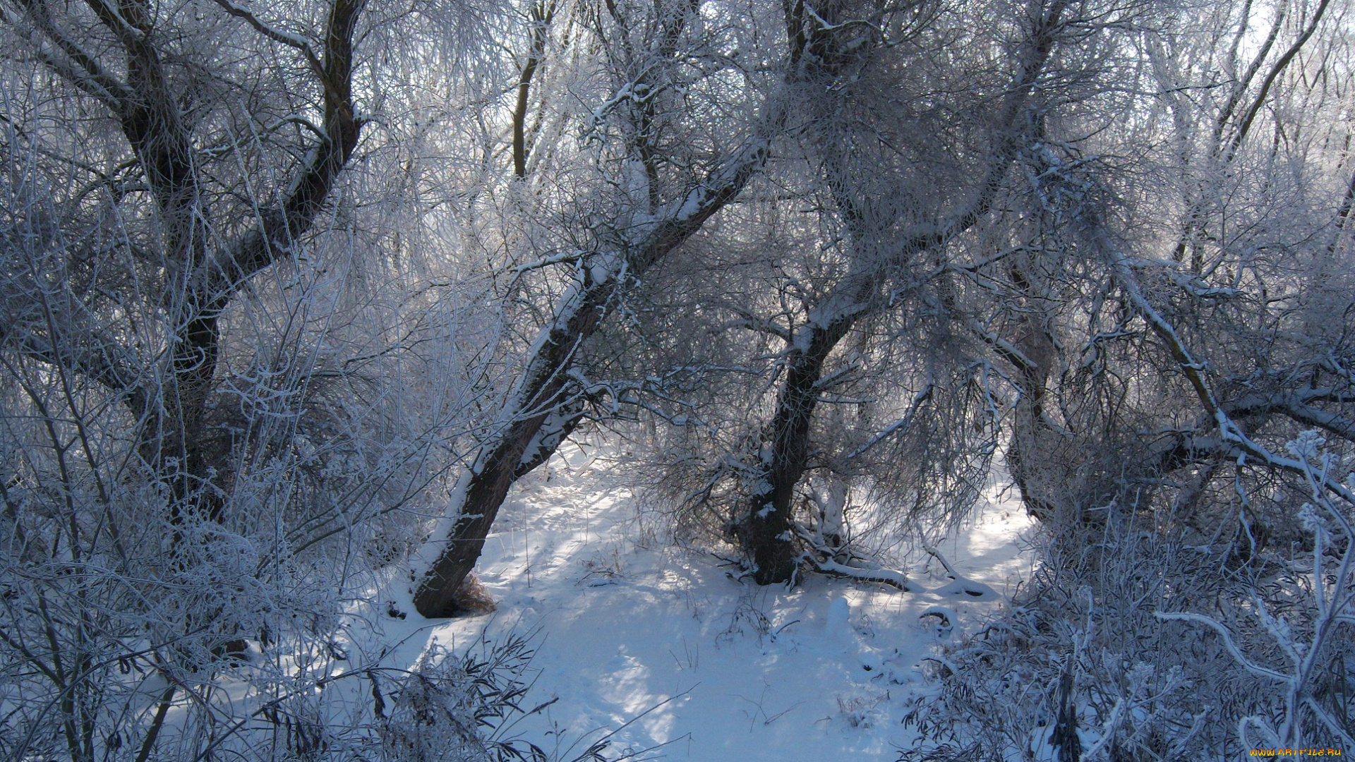 природа, зима