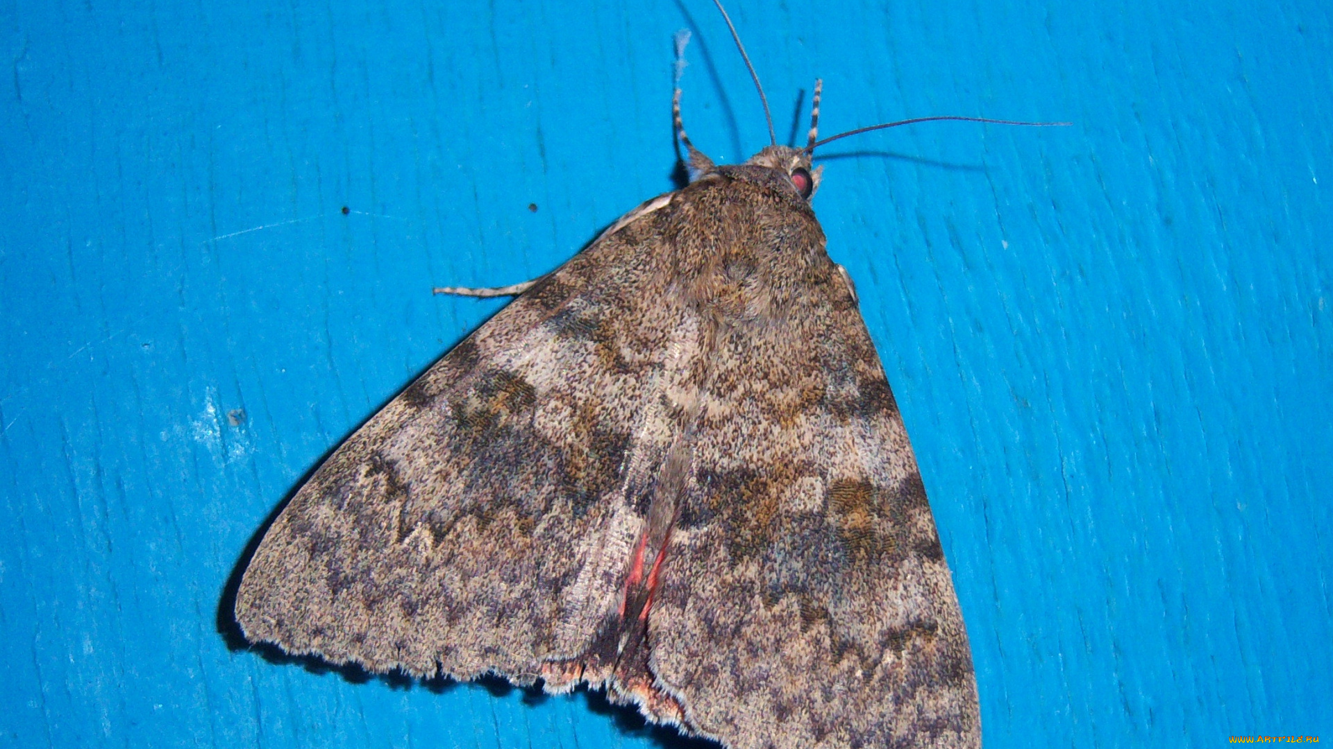 животные, бабочки, насекомое