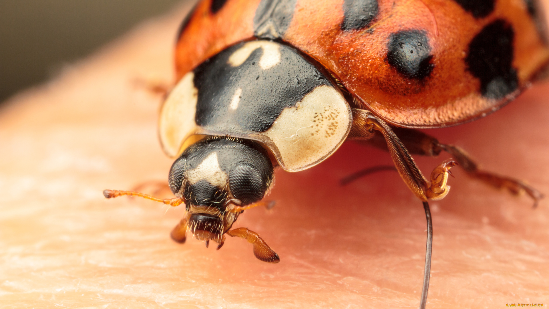 животные, божьи, коровки, макро