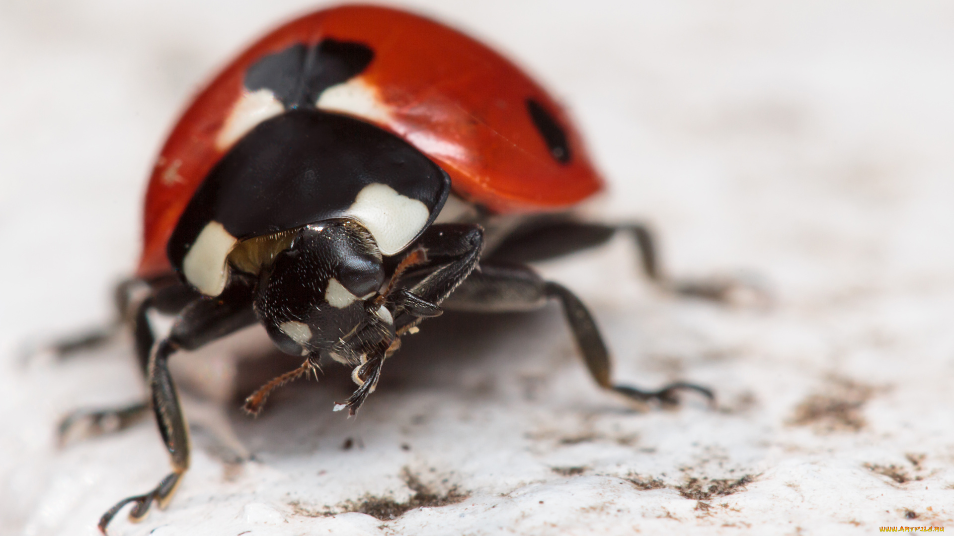 животные, божьи, коровки, макро