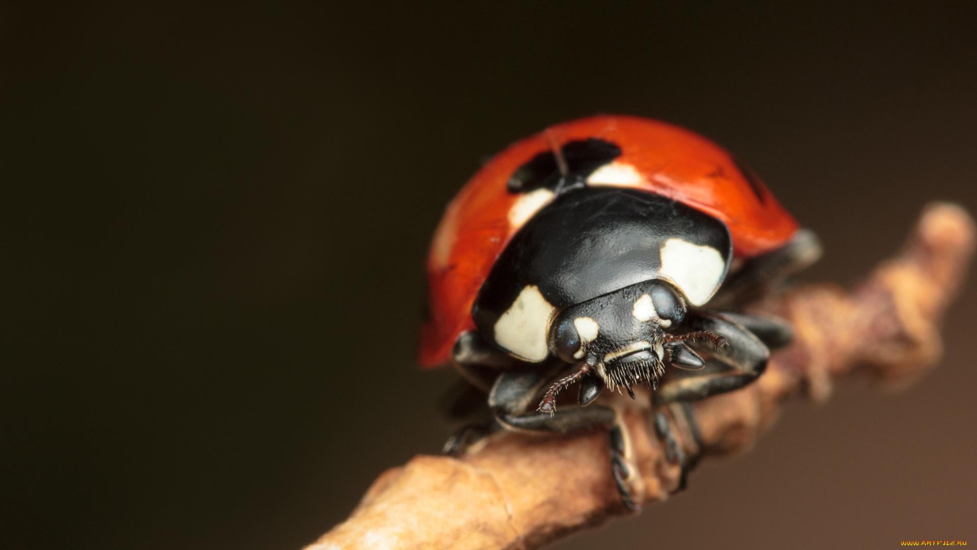 животные, божьи, коровки, макро
