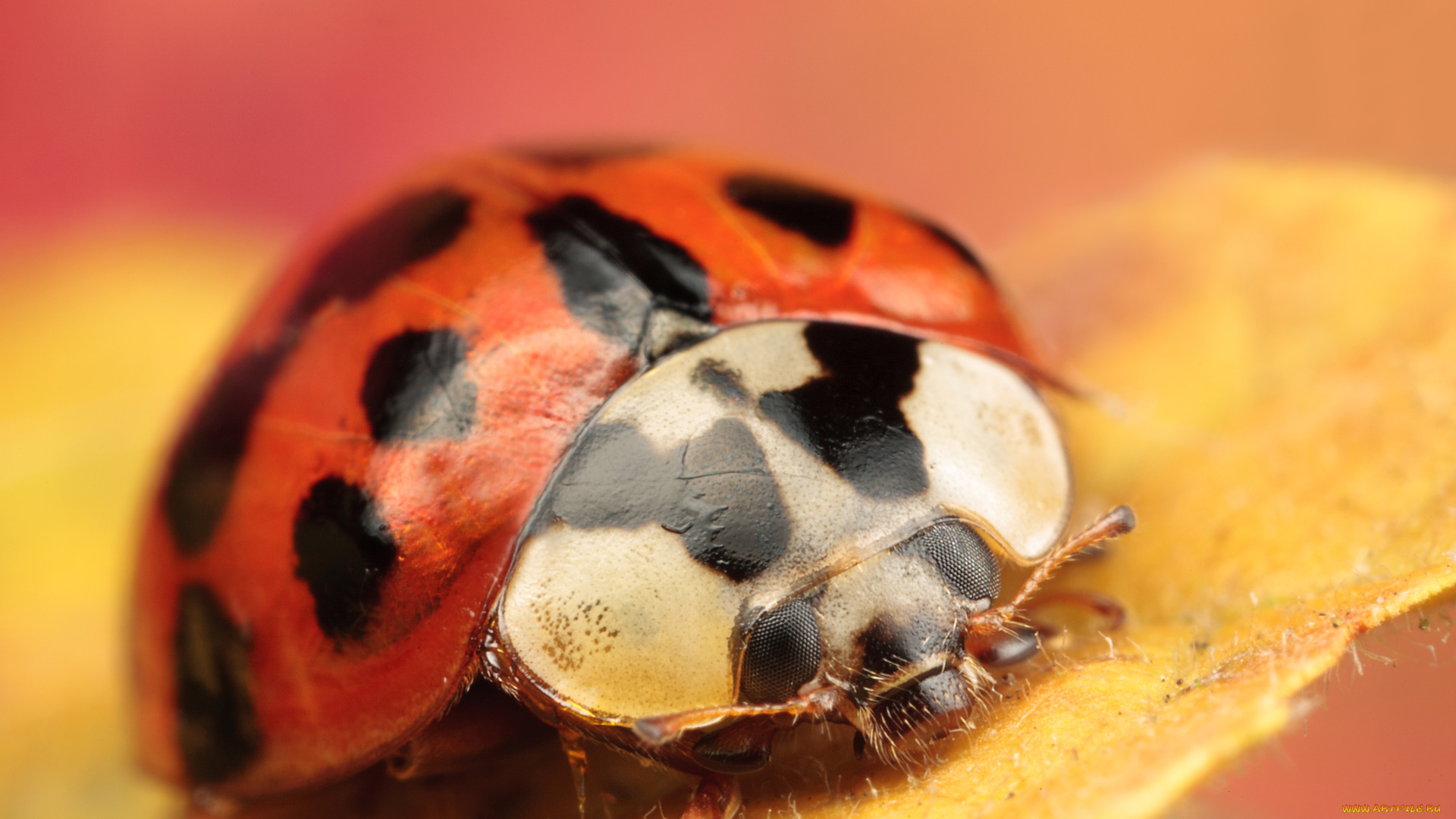 животные, божьи, коровки, пятна