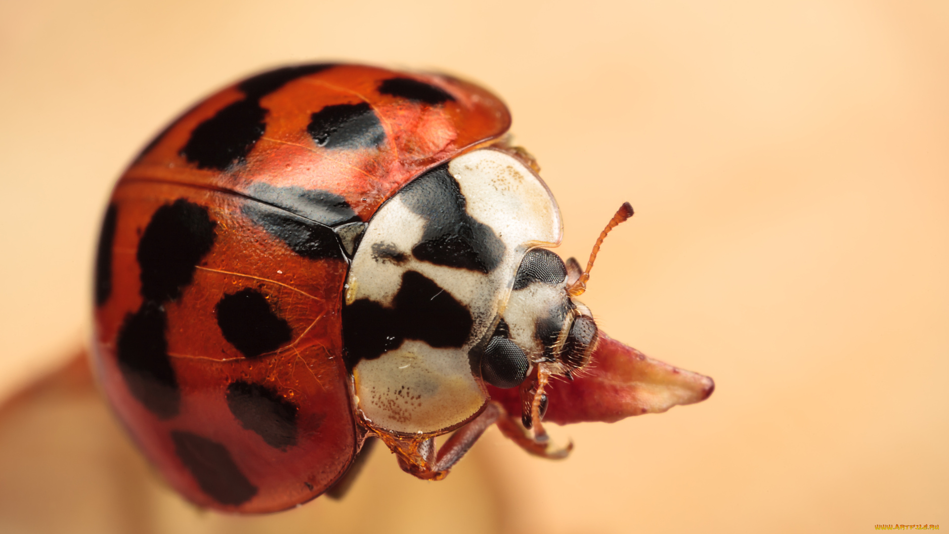 животные, божьи, коровки, пятна