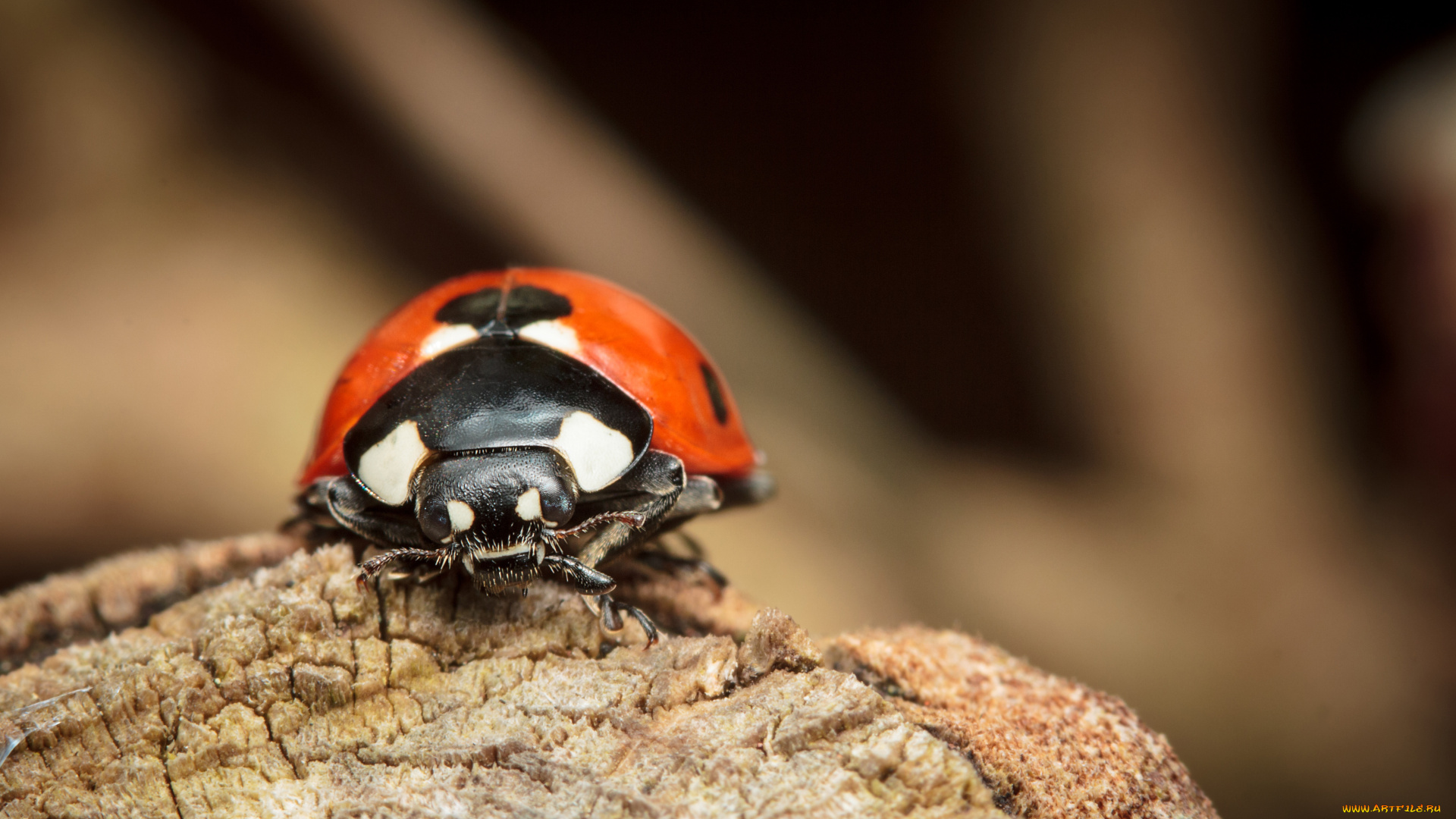 животные, божьи, коровки, пятна