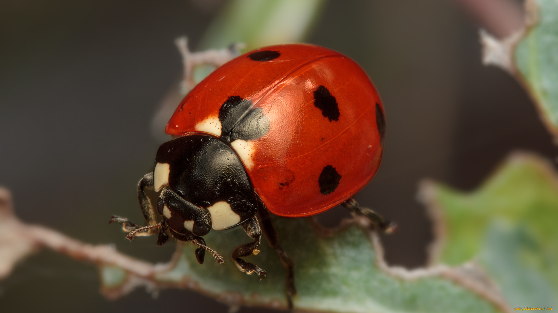 животные, божьи, коровки, пятна