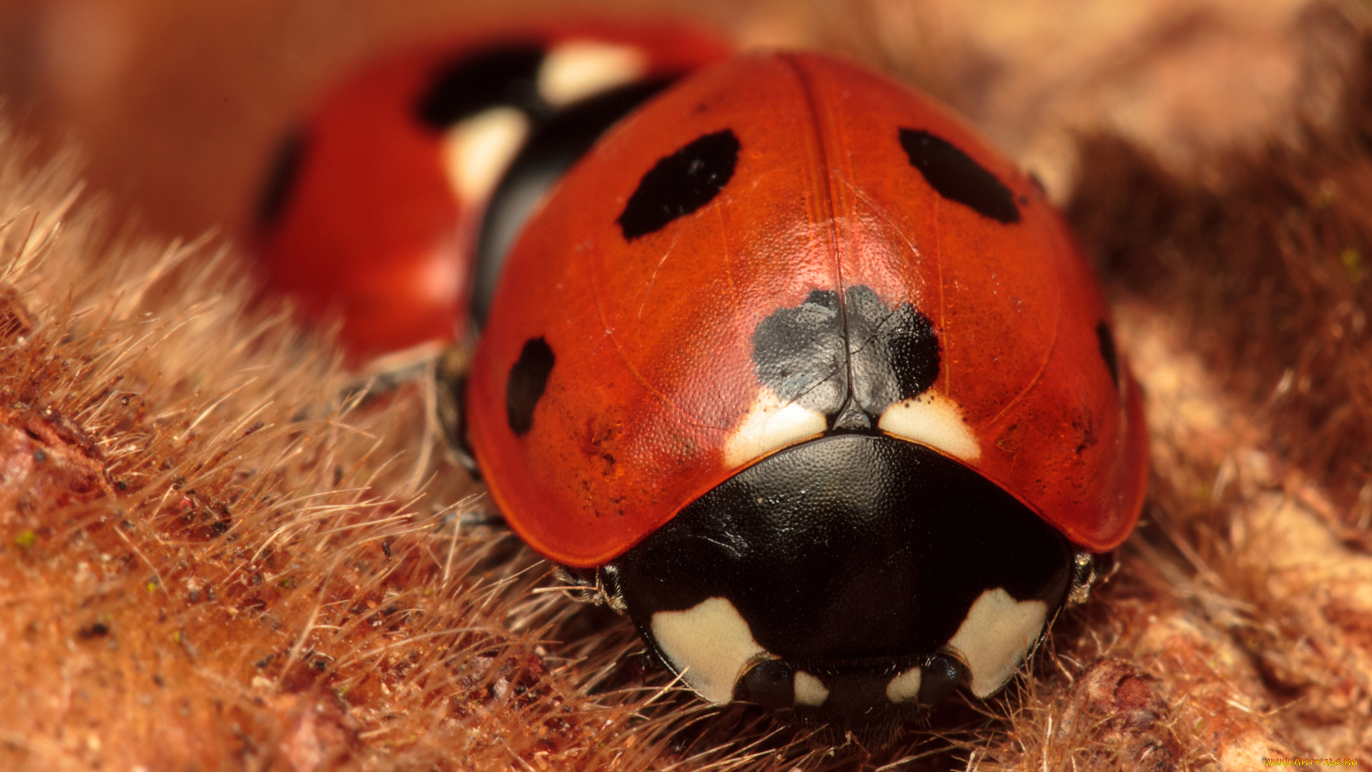 животные, божьи, коровки, пятна