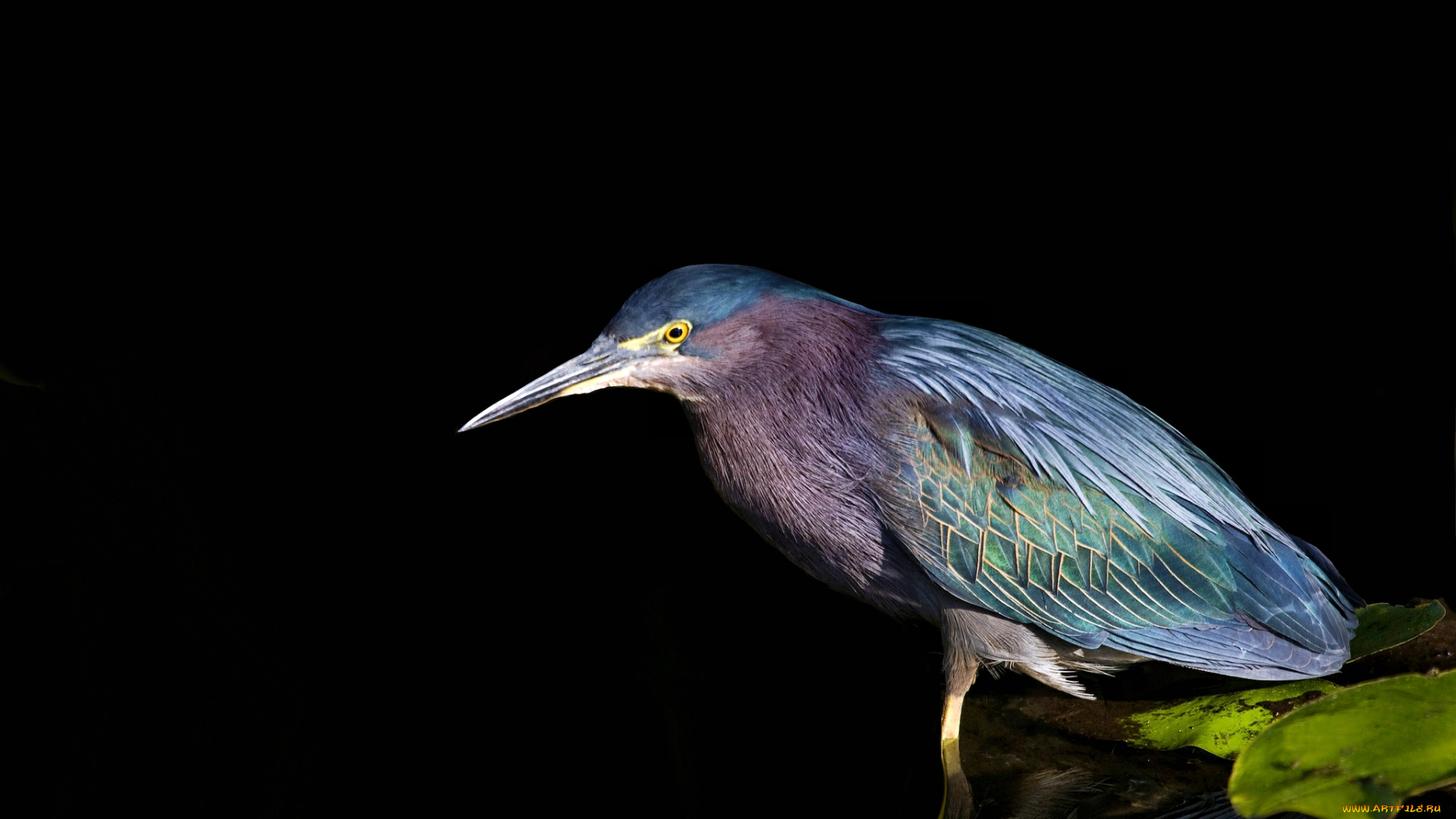 животные, цапли, вода, лист, птица, отражение