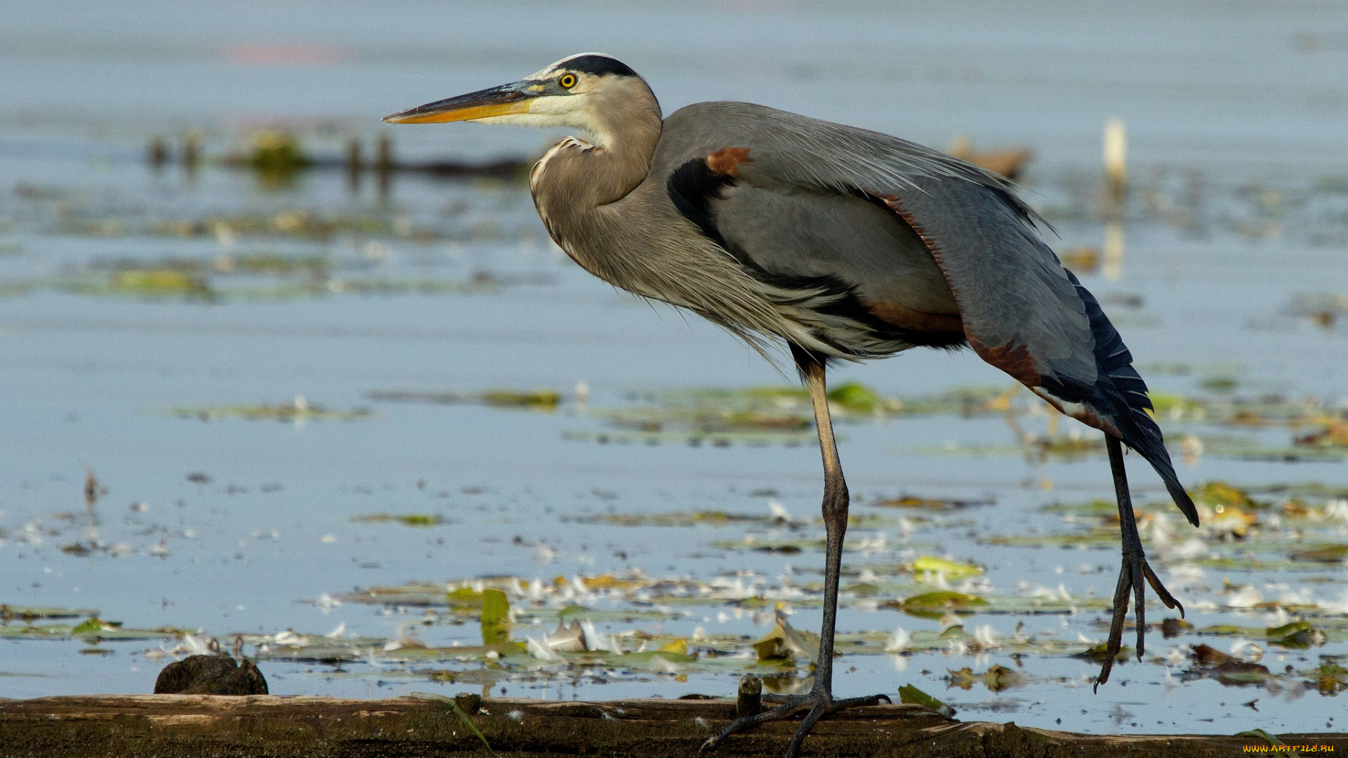 животные, цапли, водоем, бревно, серая, цапля