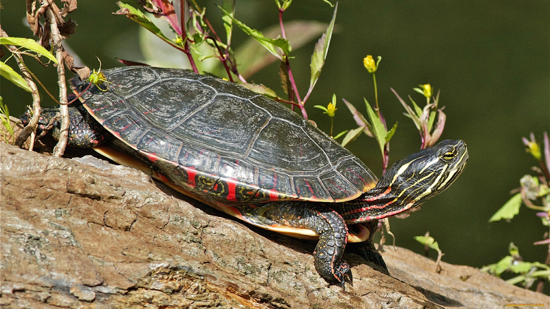 животные, Черепахи, бревно, черепаха