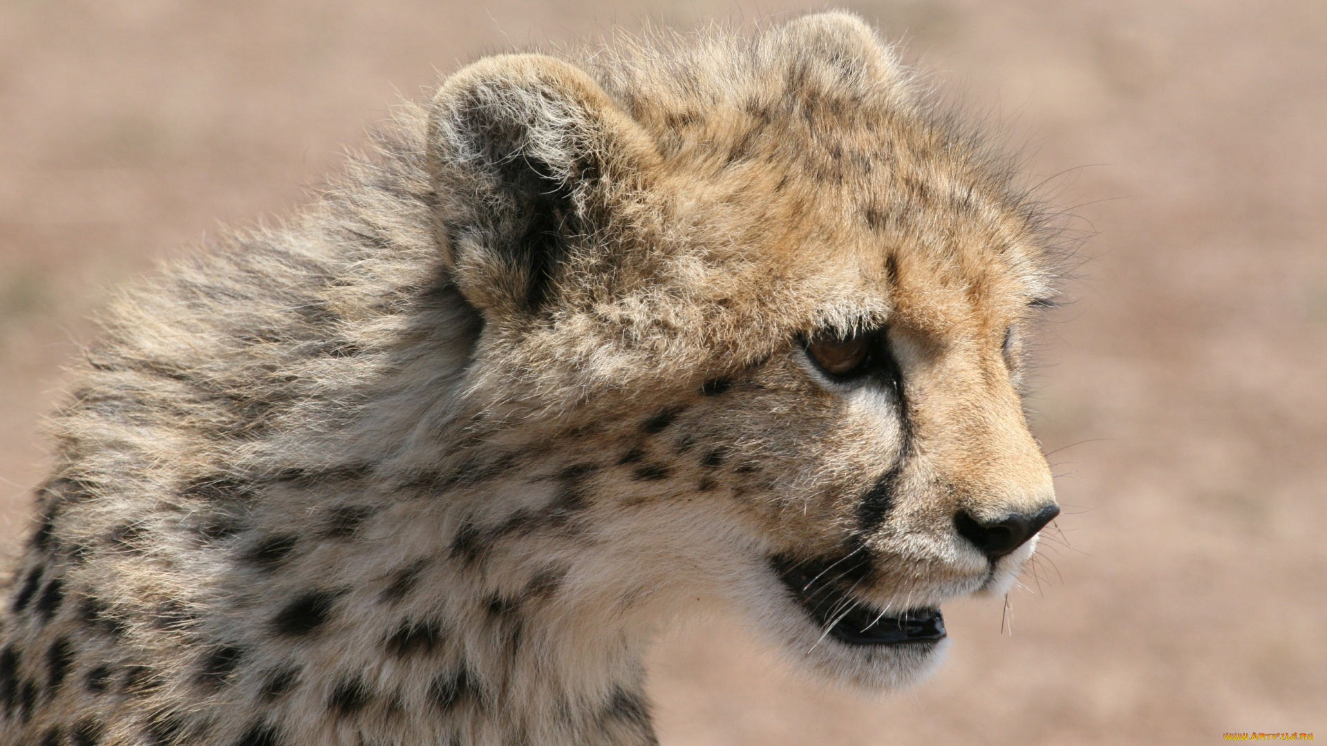 животные, гепарды, гепард, молодой