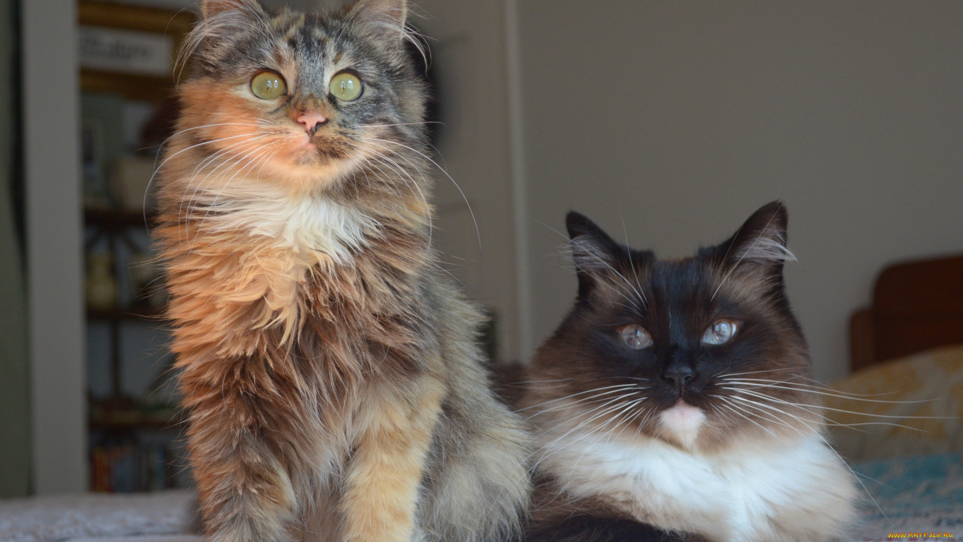 животные, коты, два, кота
