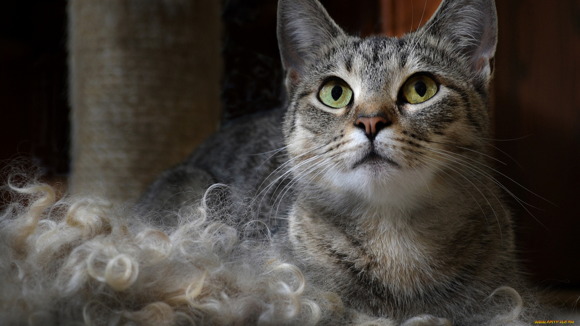 животные, коты, кот, морда, выражение