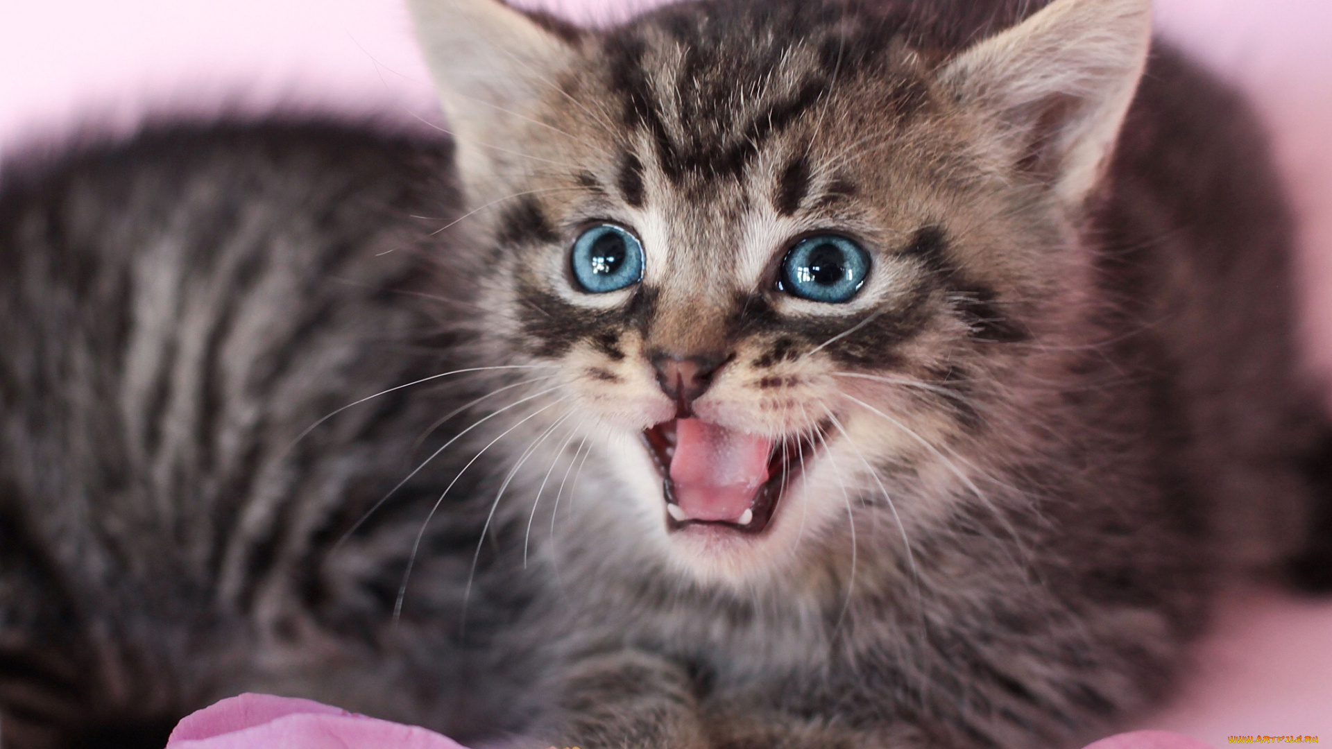 животные, коты, лепестки, котёнок