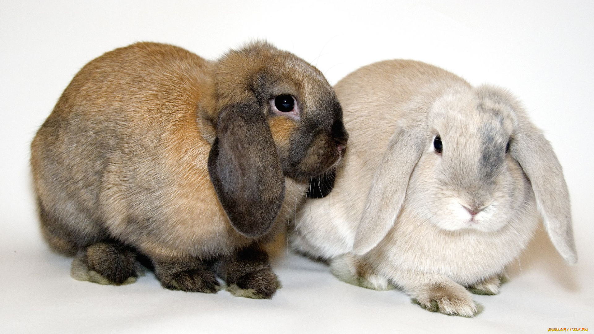 животные, кролики, зайцы