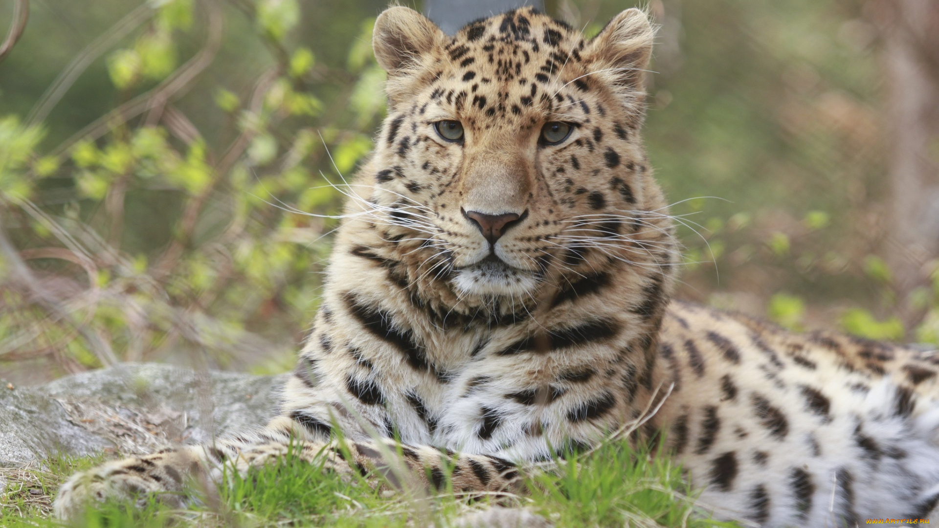 животные, леопарды, отдых, амурский, леопард