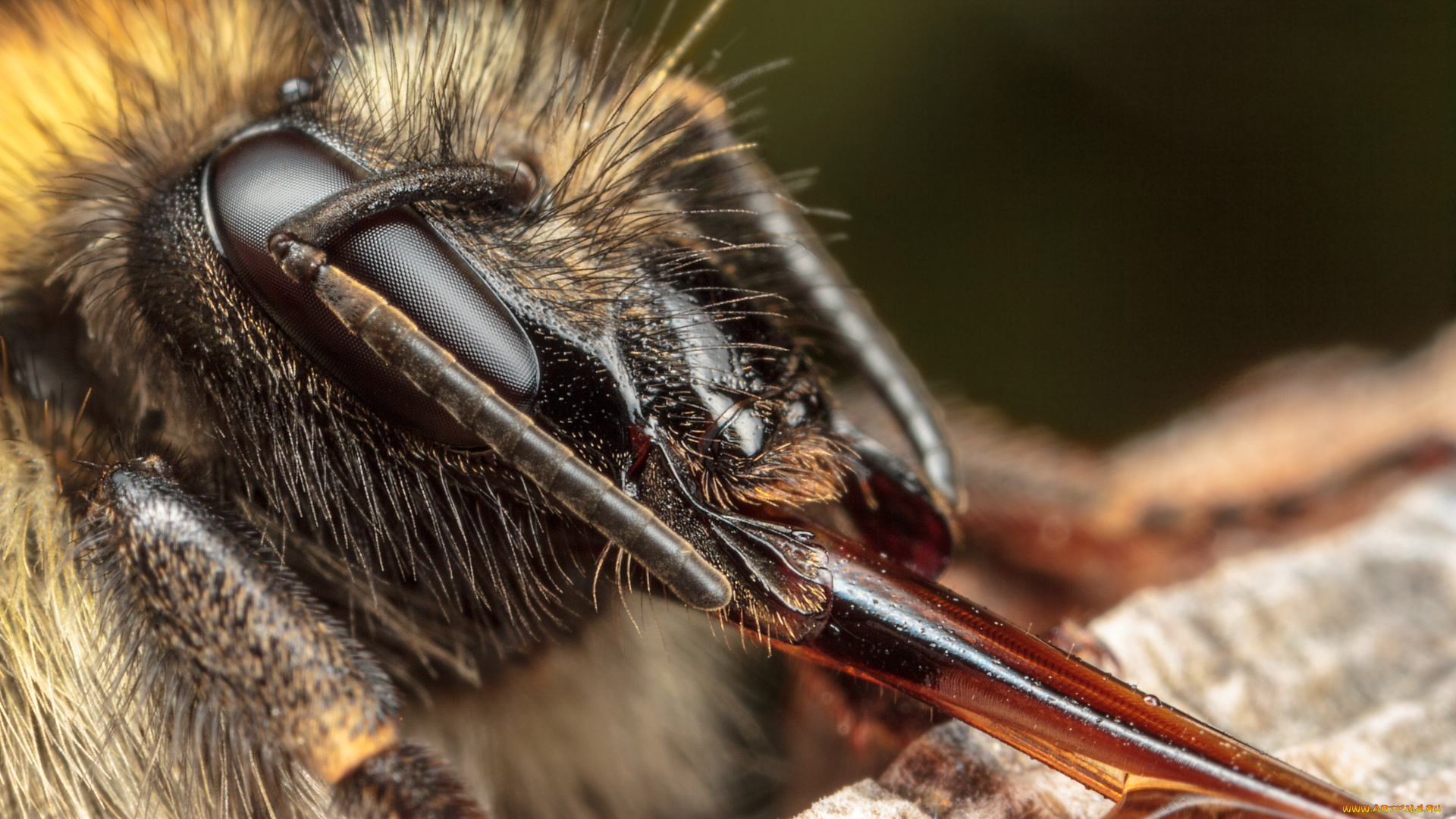 животные, пчелы, осы, шмели, макро