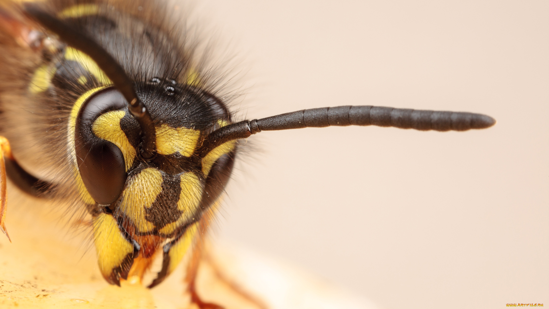 животные, пчелы, осы, шмели, макро