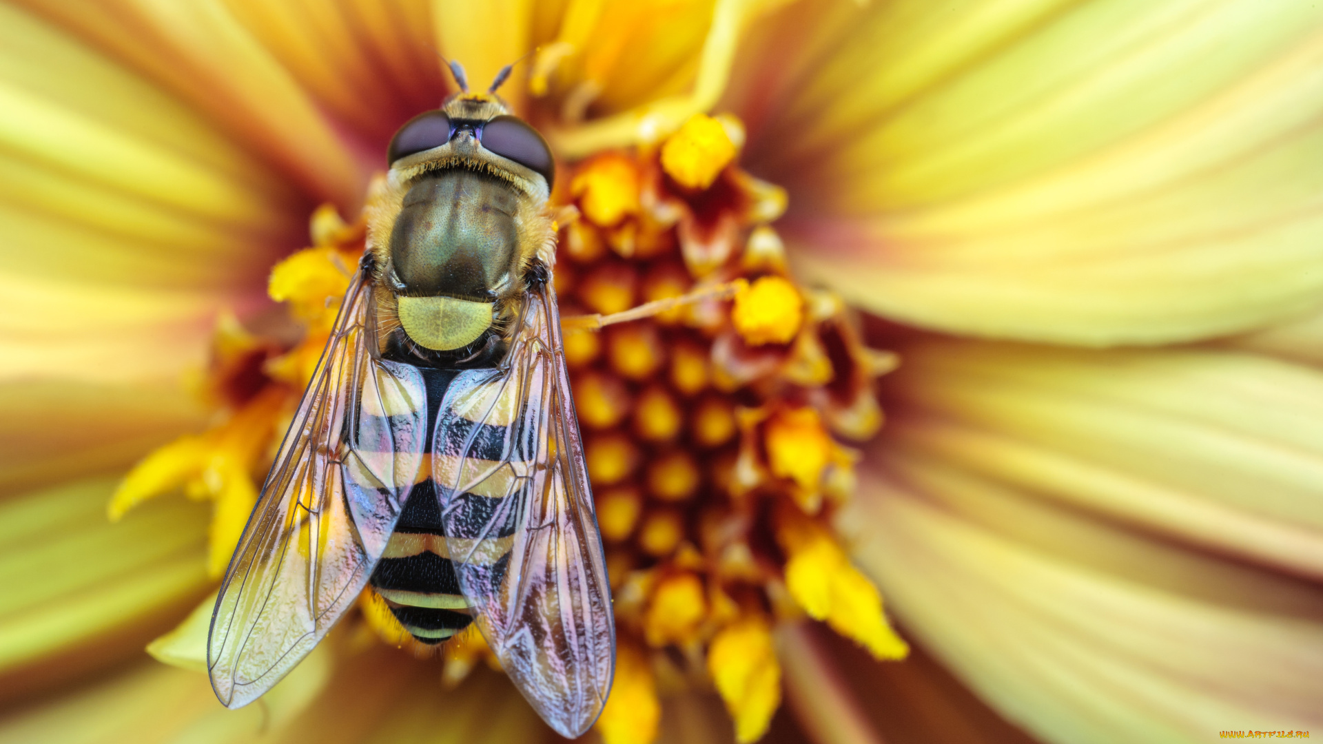 животные, пчелы, осы, шмели, пчела