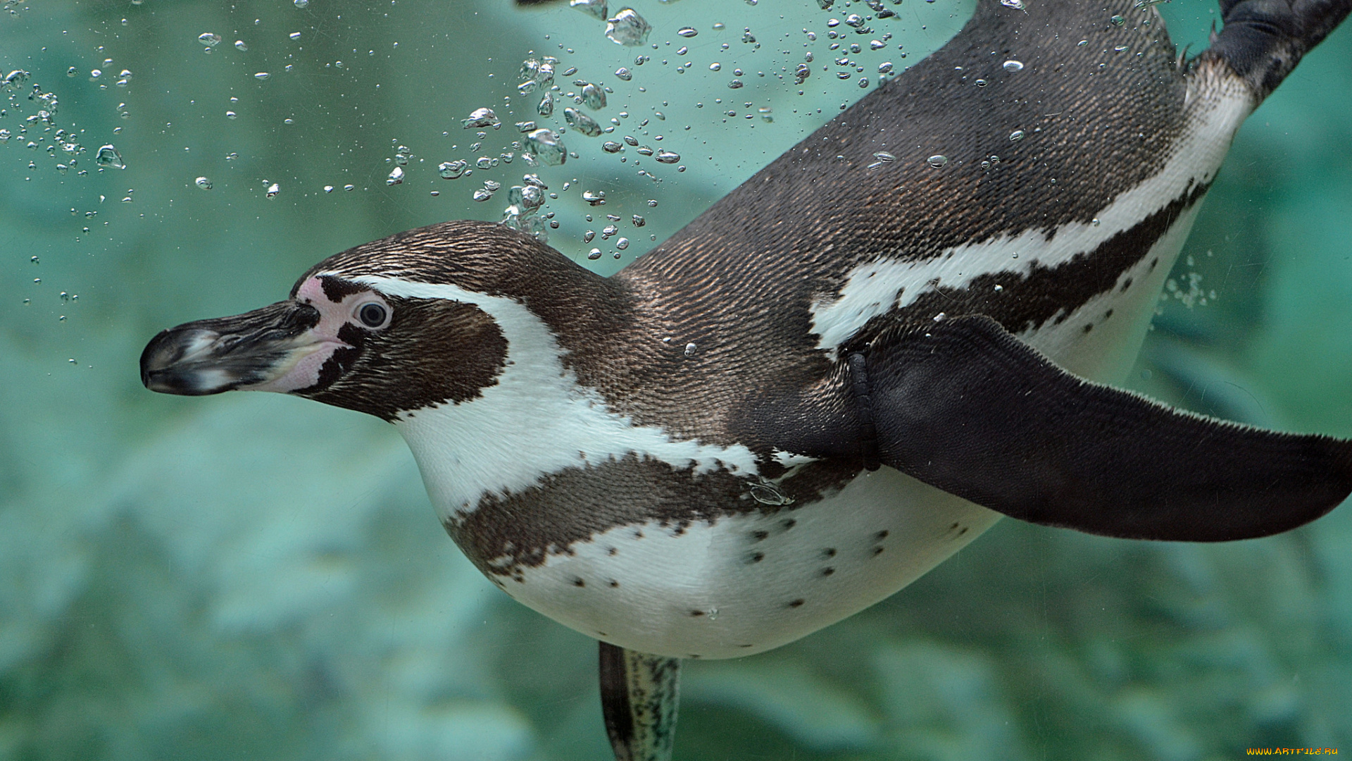 животные, пингвины, пингвин, гумбольдта, вода, пузыри, пловец