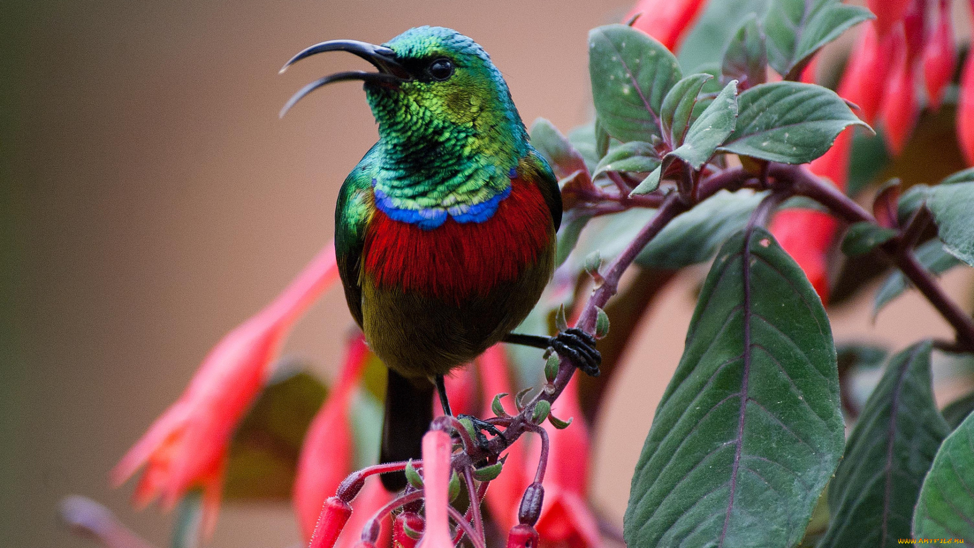 животные, птицы, дерево, ветка, листья, цветы, птица