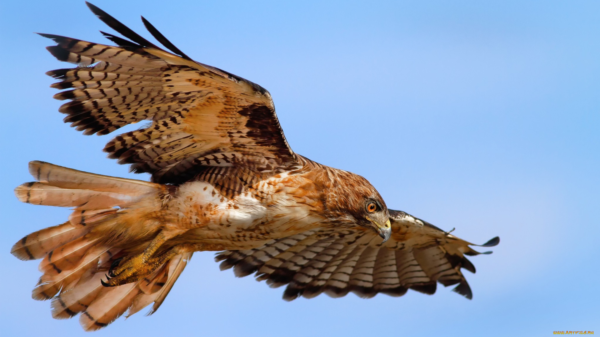 животные, птицы, хищники, орел, полет, крылья, размах