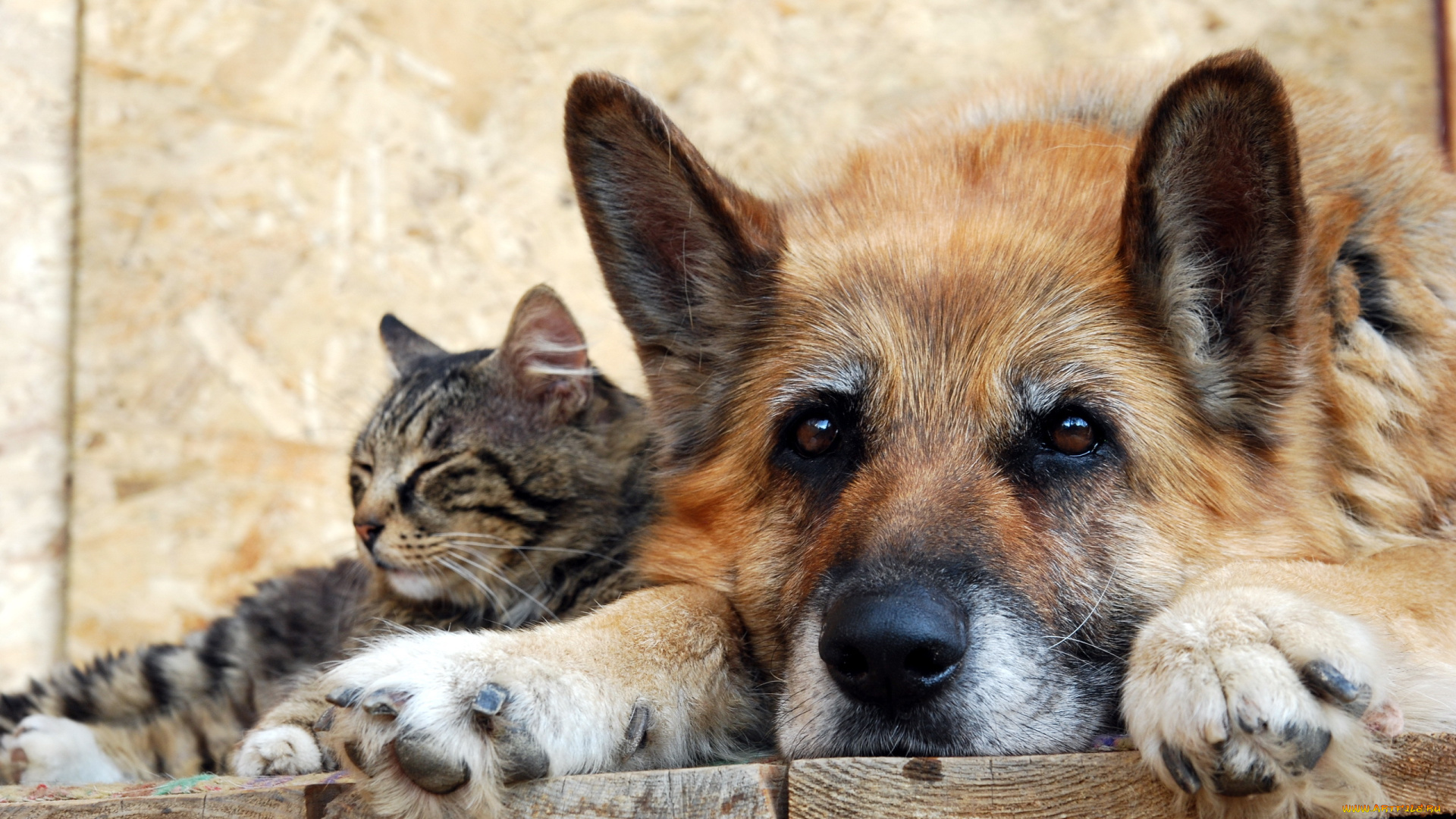 животные, разные, вместе, дружба, друзья, овчарка, кошка, собака, кот