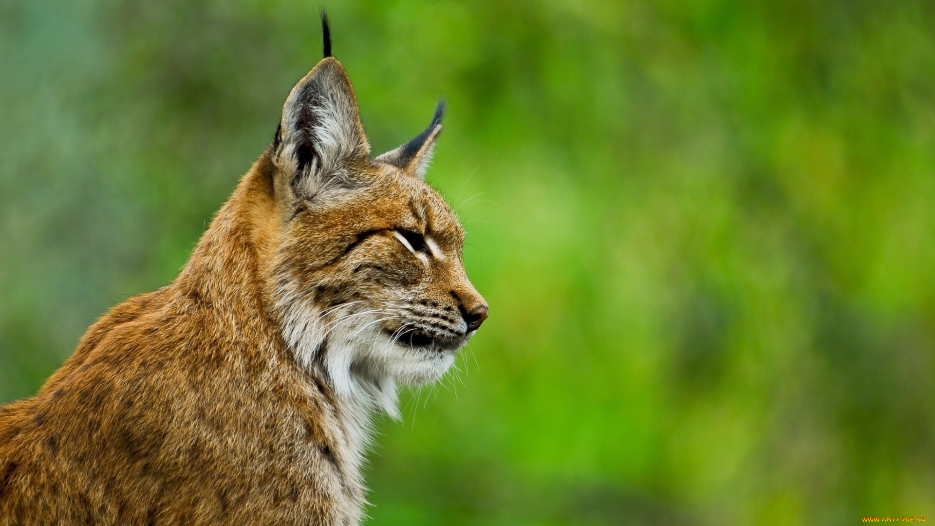 животные, рыси, профиль, рысь