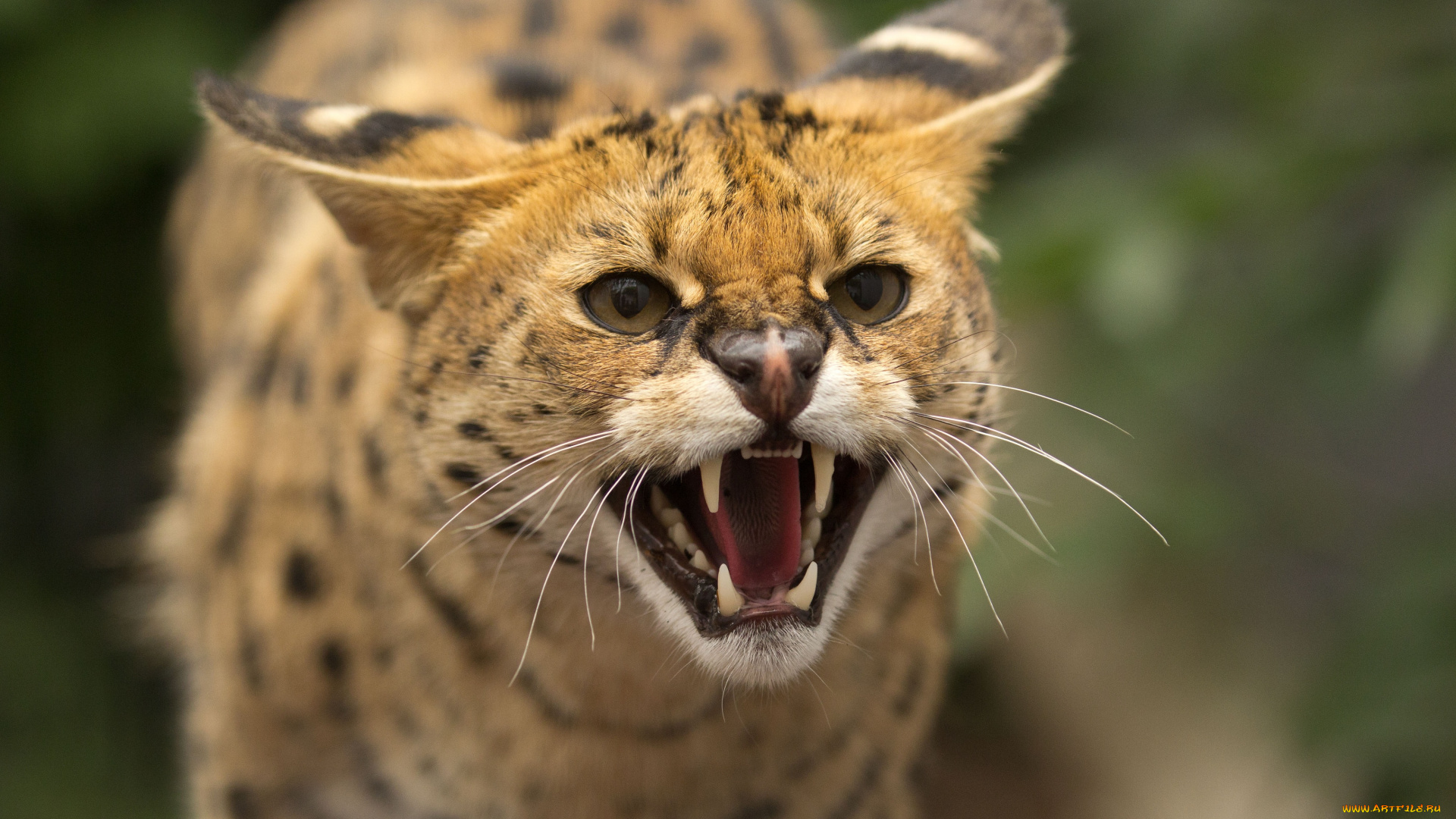 животные, сервалы, клыки, пасть, ярость, оскал, сервал