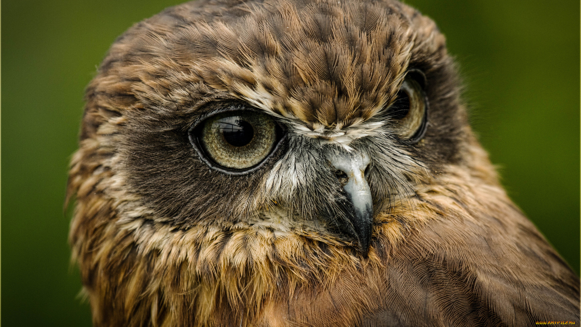 животные, совы, сова, клаза, взгляд