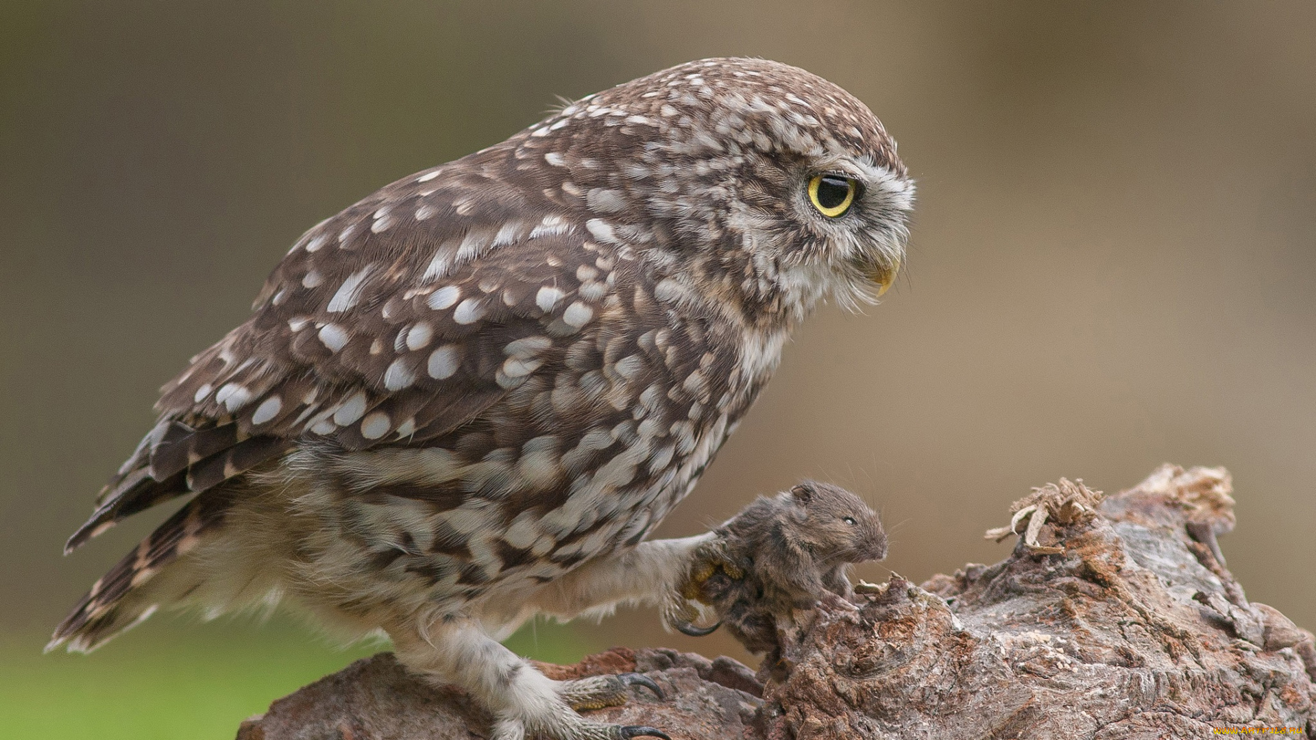 животные, совы, сова, мышь, добыча