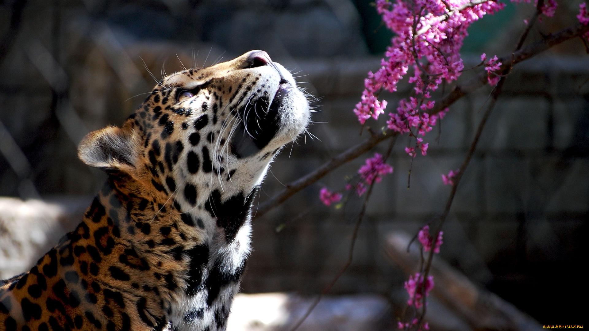 животные, Ягуары, ягуар, цветы, интерес, взгляд, вверх