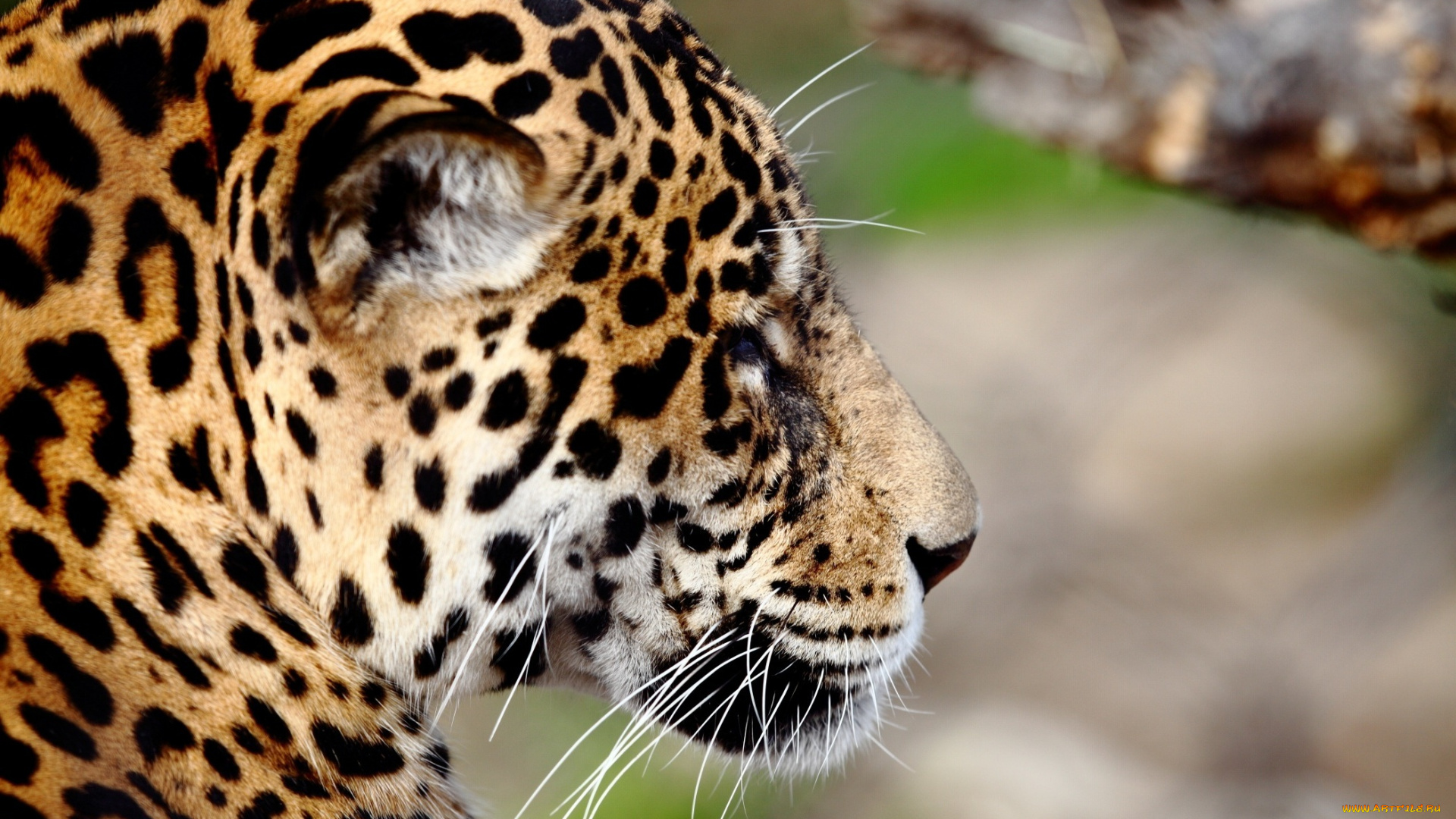 животные, Ягуары, ягуар, морда