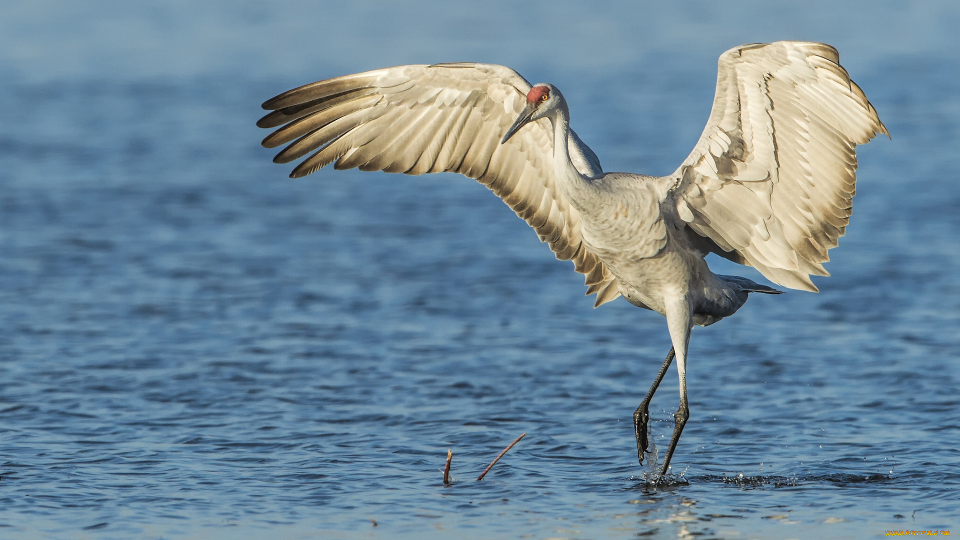 животные, журавли, вода, канадский, журавль, крылья
