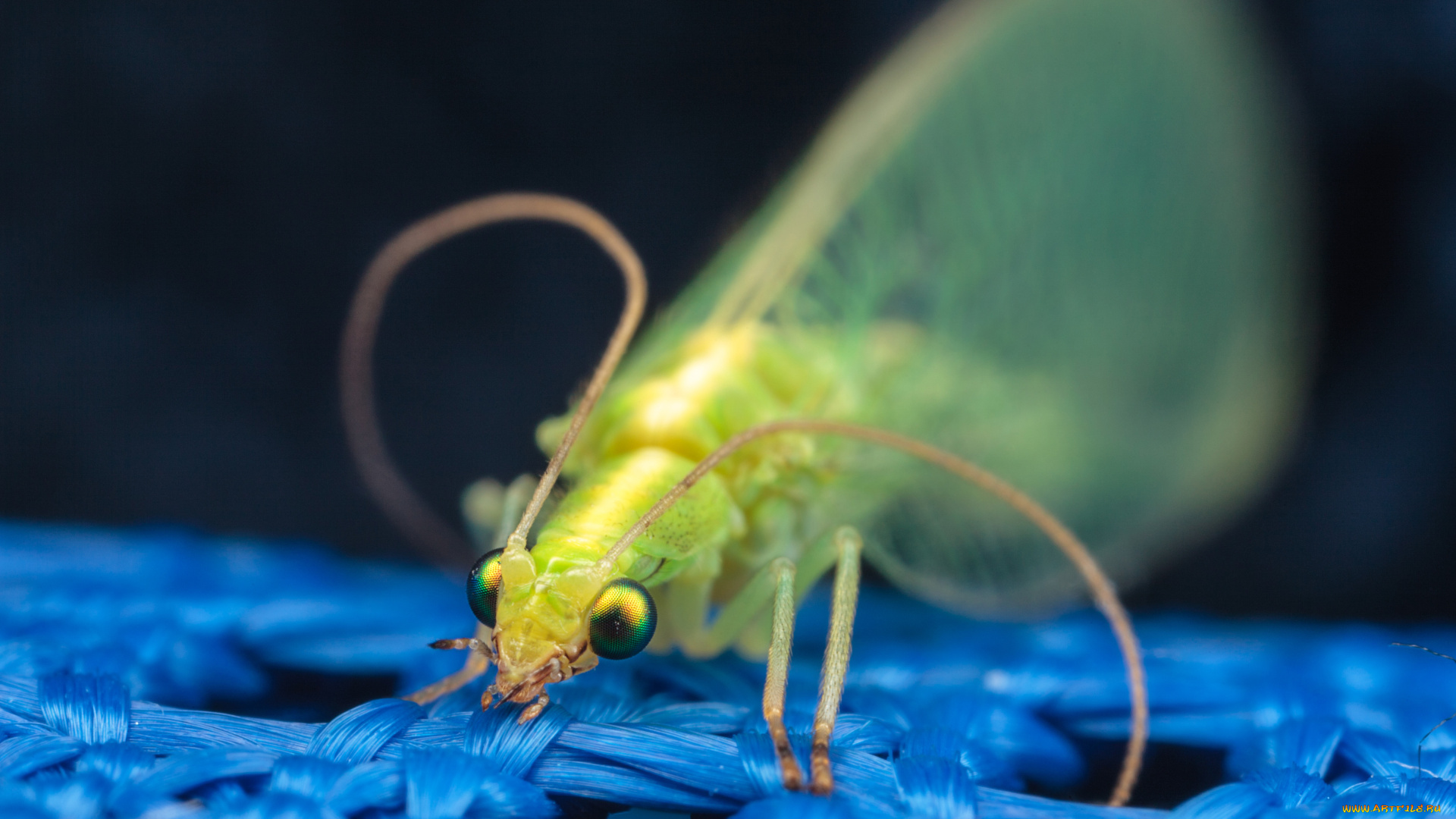 златоглазка, животные, насекомые, макро