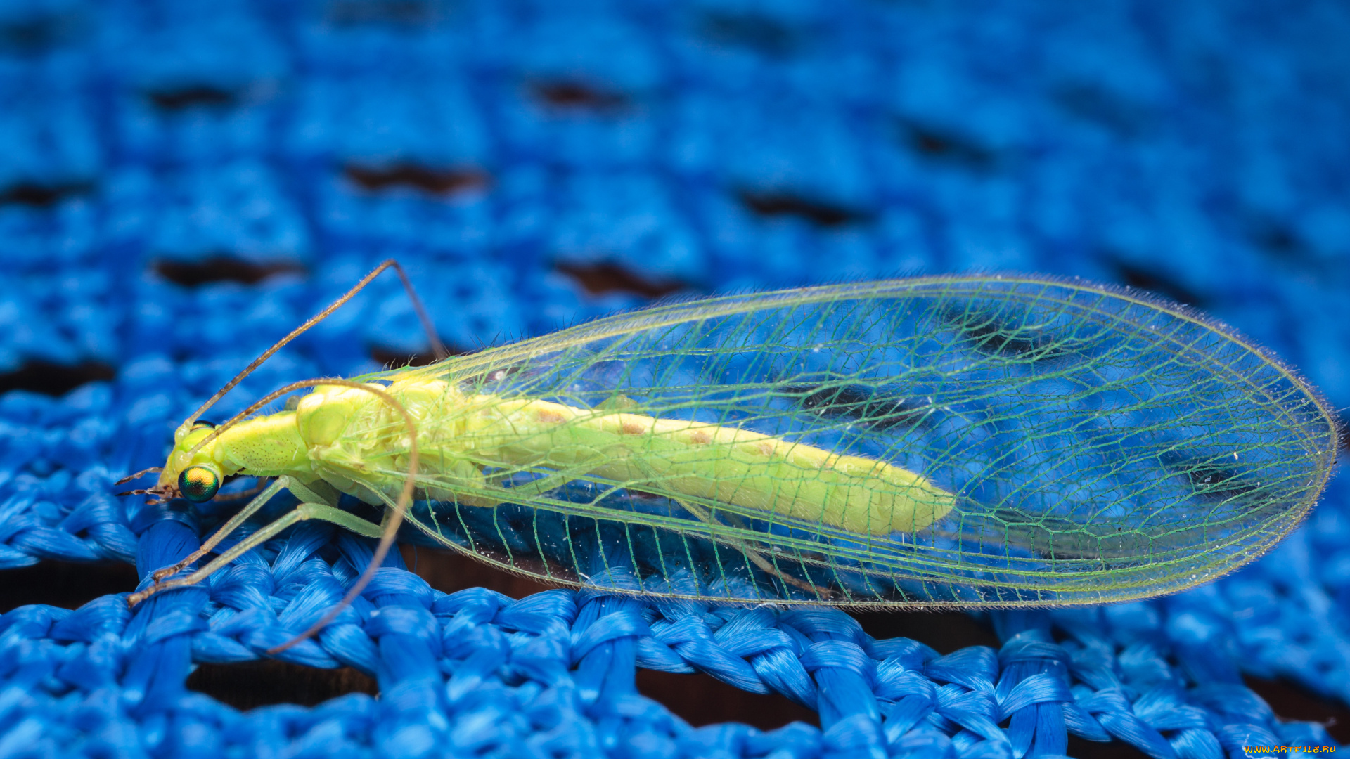 златоглазка, животные, насекомые, макро