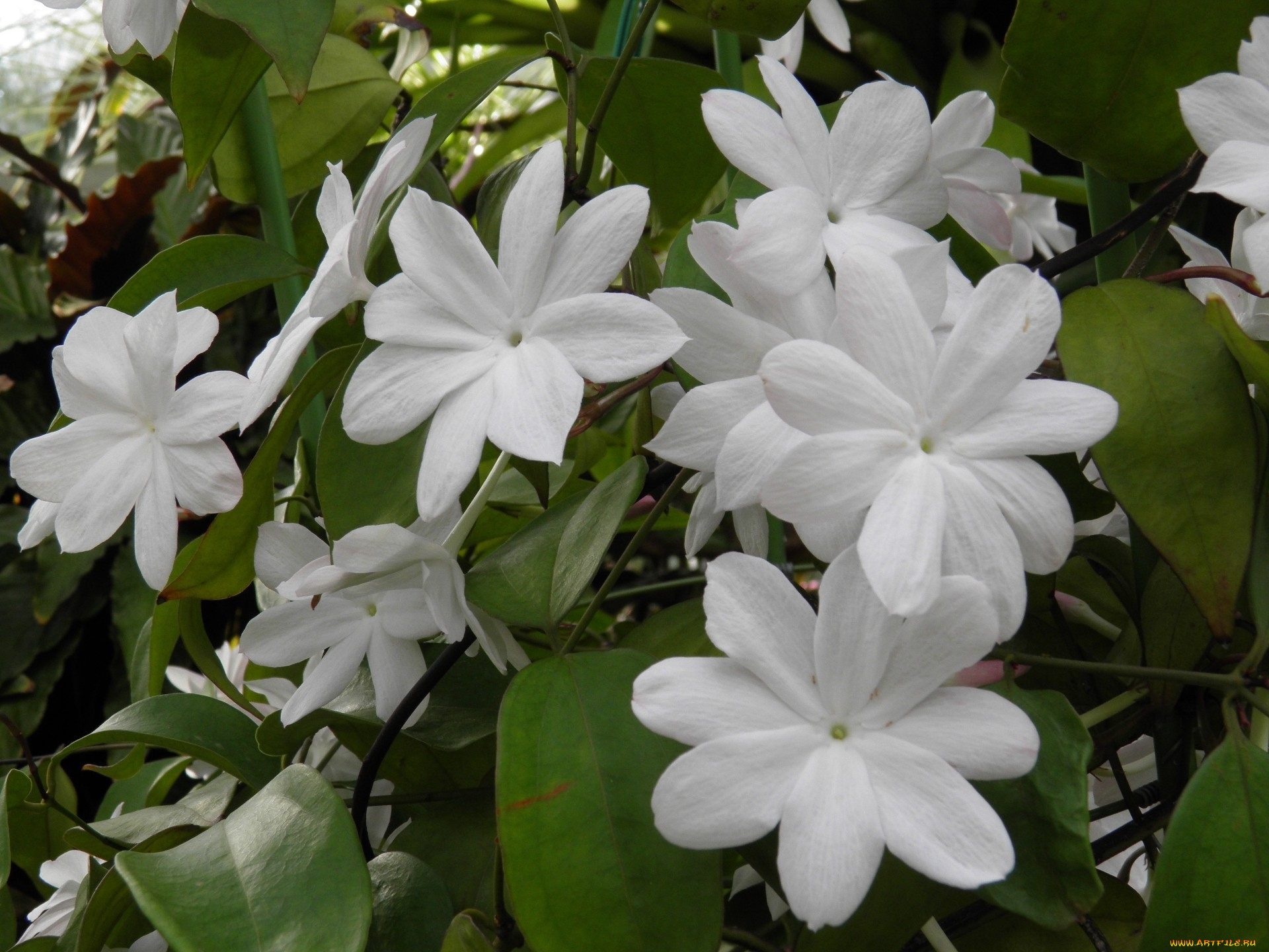 индийский, жасмин, цветы, лепестки