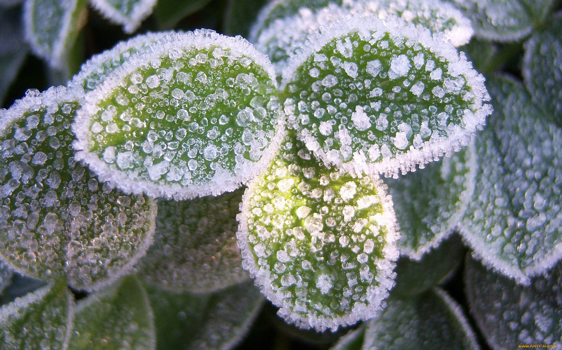 природа, зима