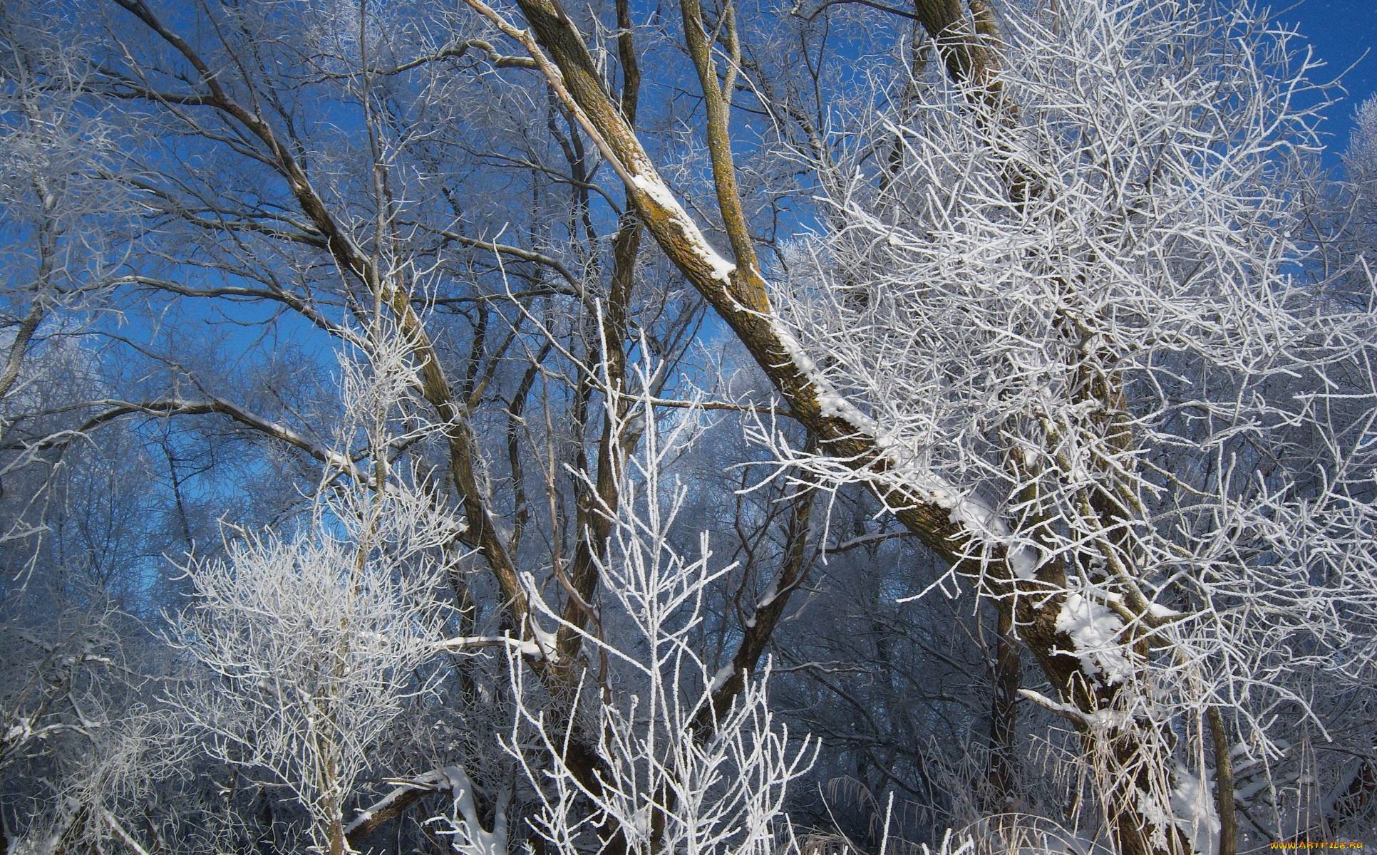 природа, зима