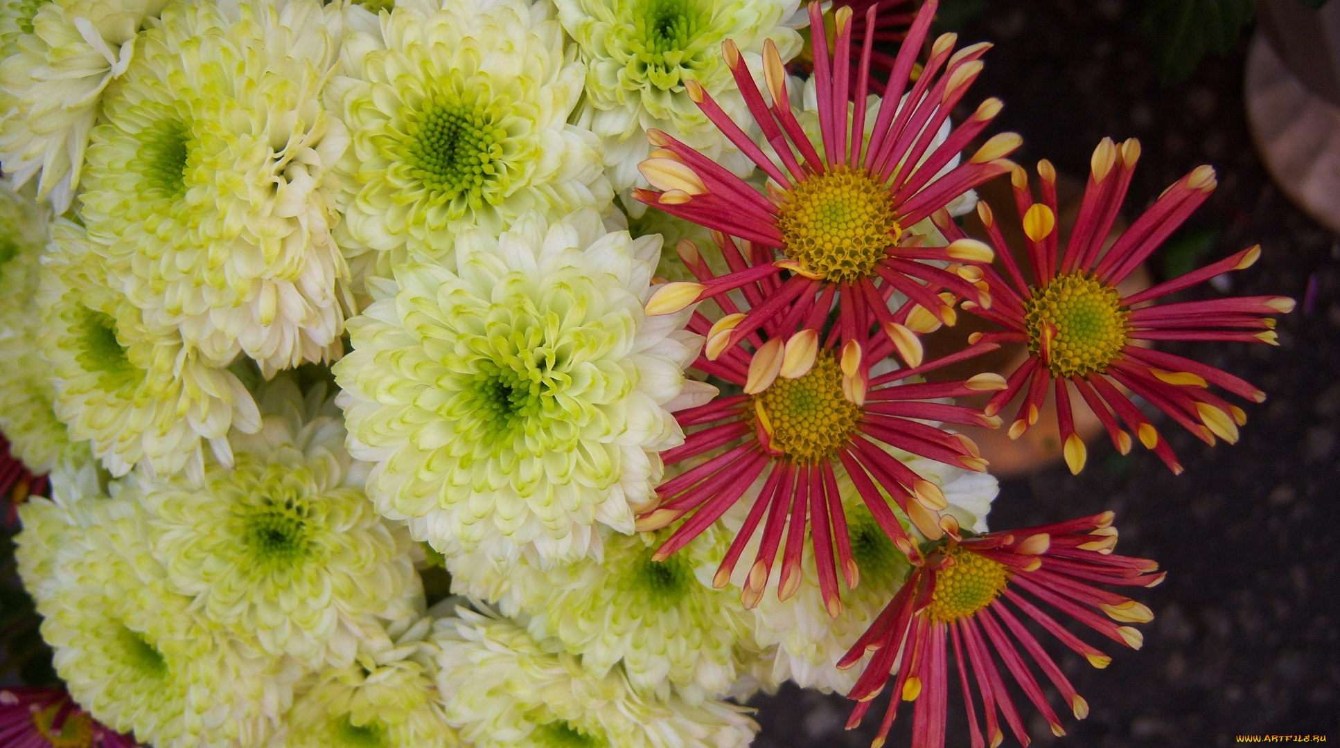 цветы, хризантемы