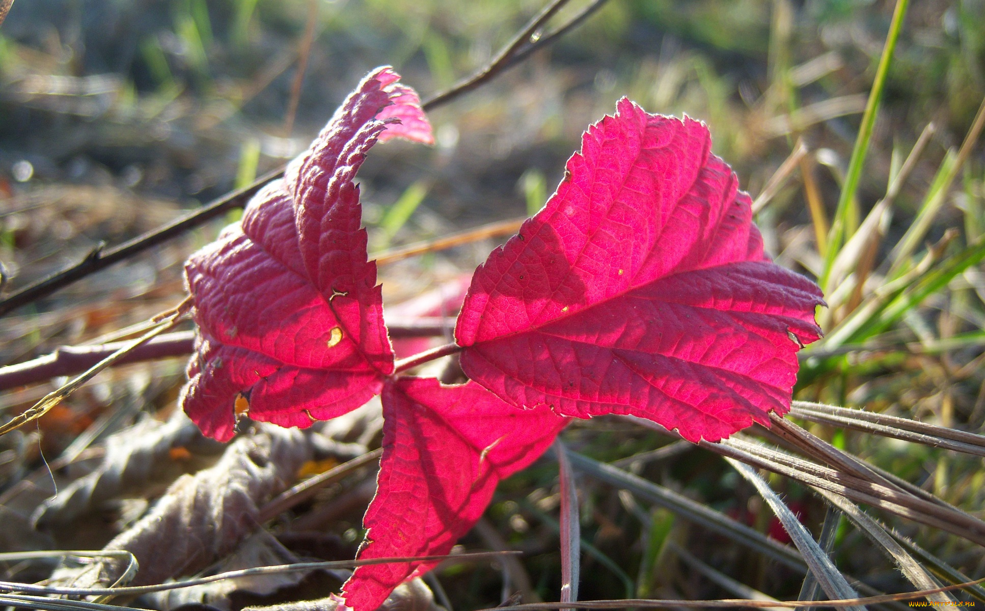 природа, листья