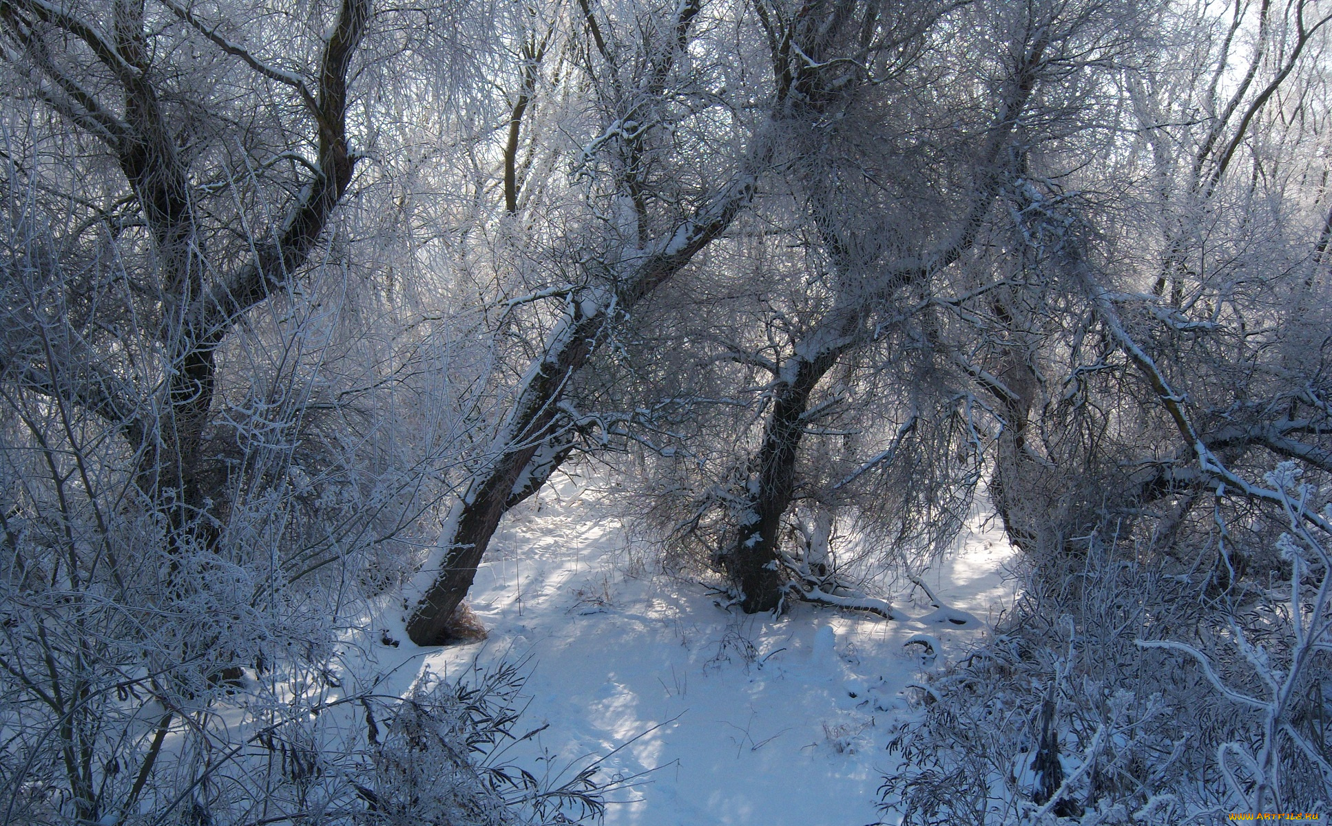 природа, зима