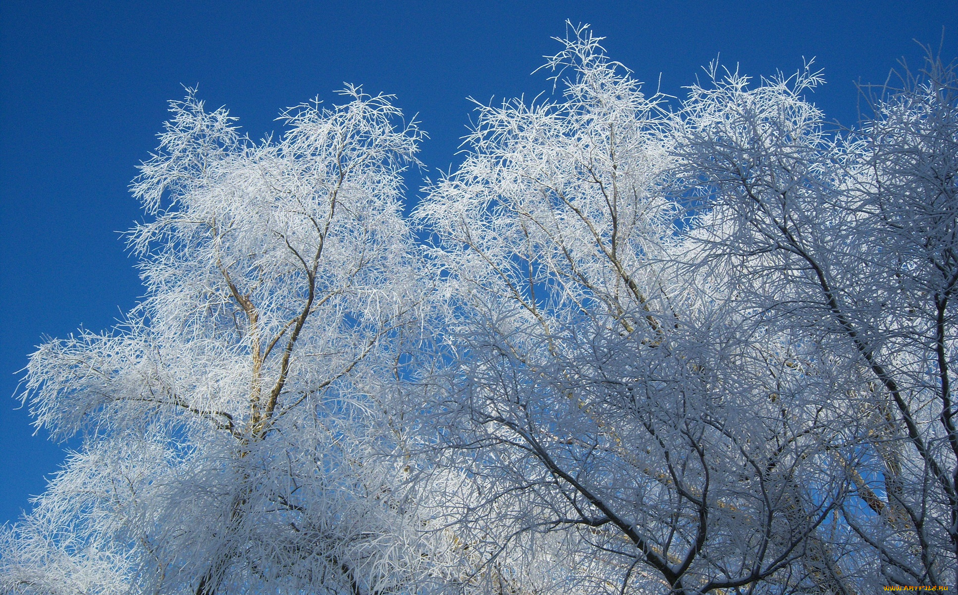 природа, зима