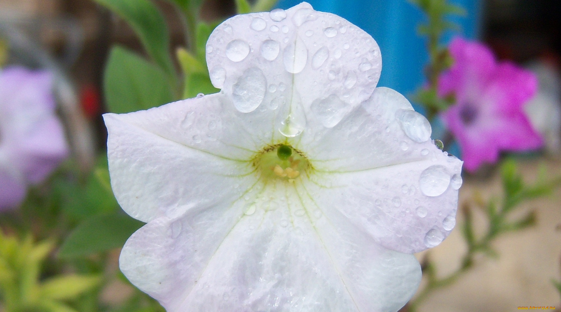 цветы, петунии, калибрахоа