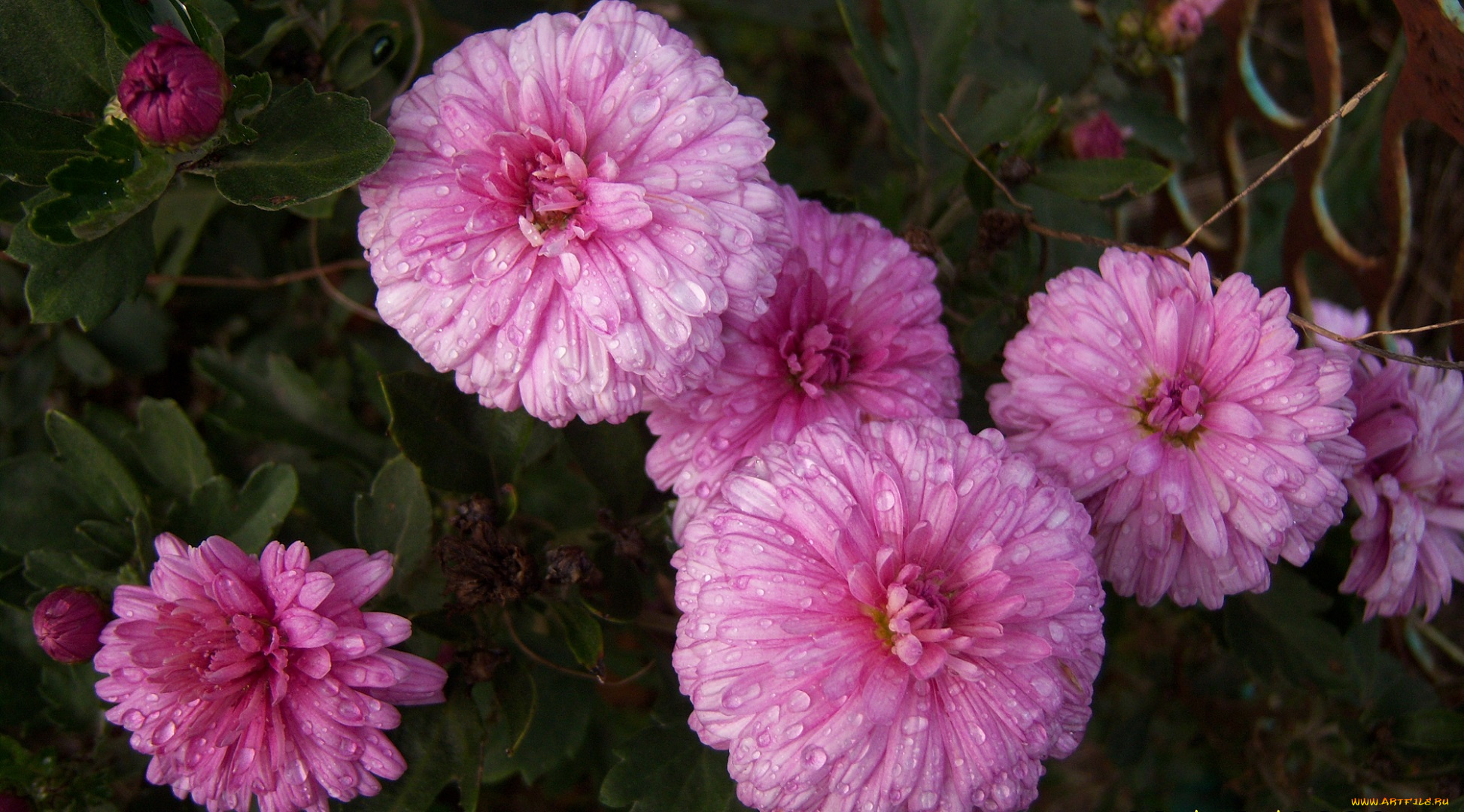 цветы, хризантемы